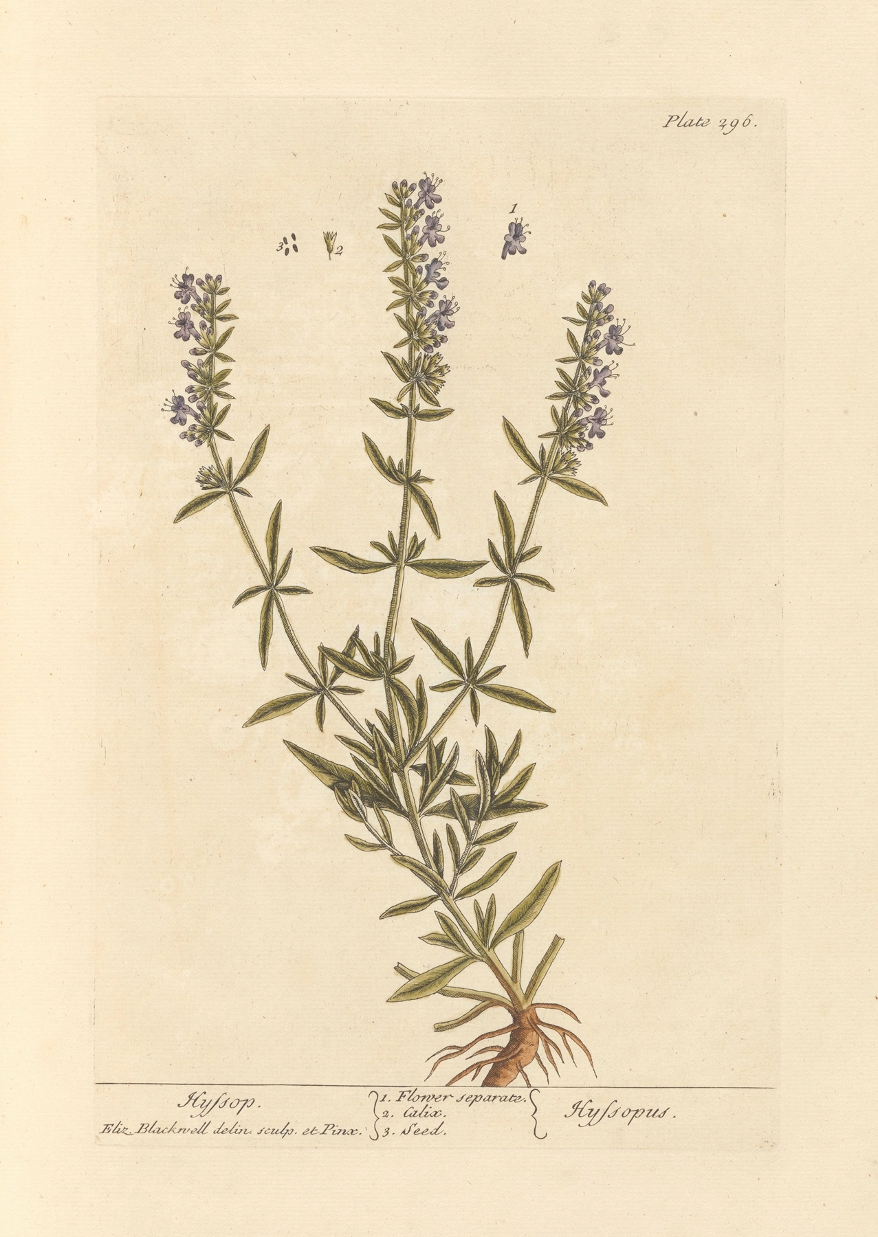 Hyssop: botanical illustration