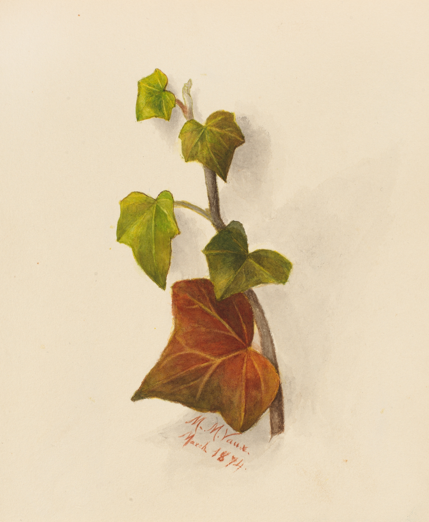 Ivy (Ground) — botanical illustration