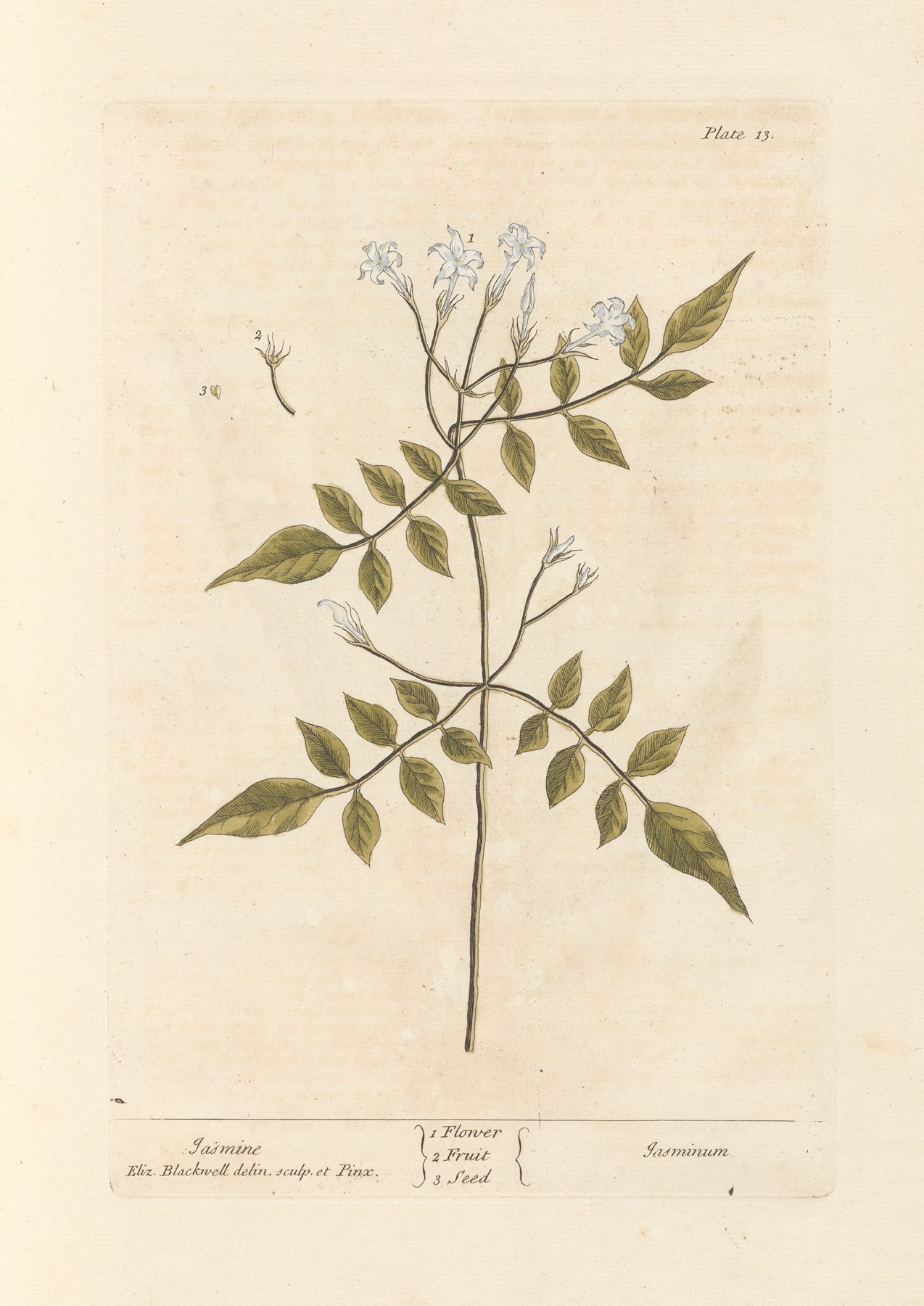 Jasmine — botanical illustration