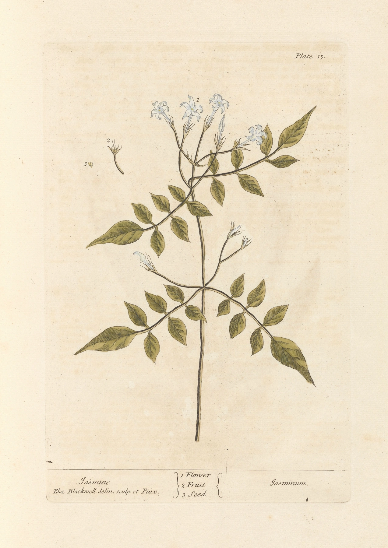 Jasmine: botanical illustration