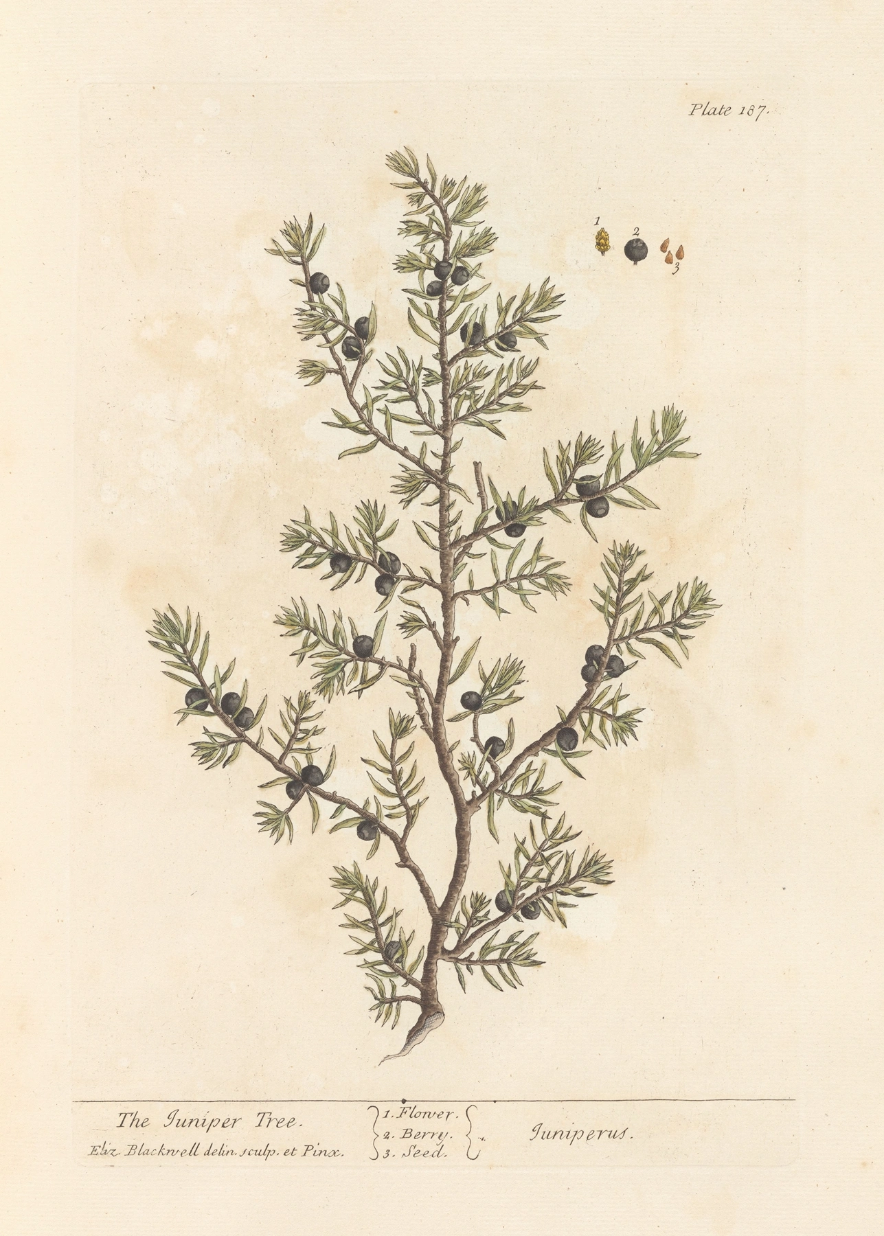 Juniper: botanical illustration