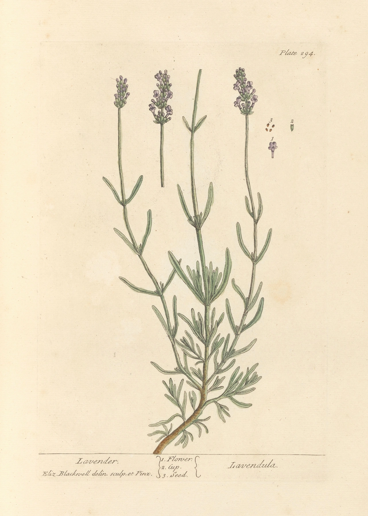 Lavender: botanical illustration