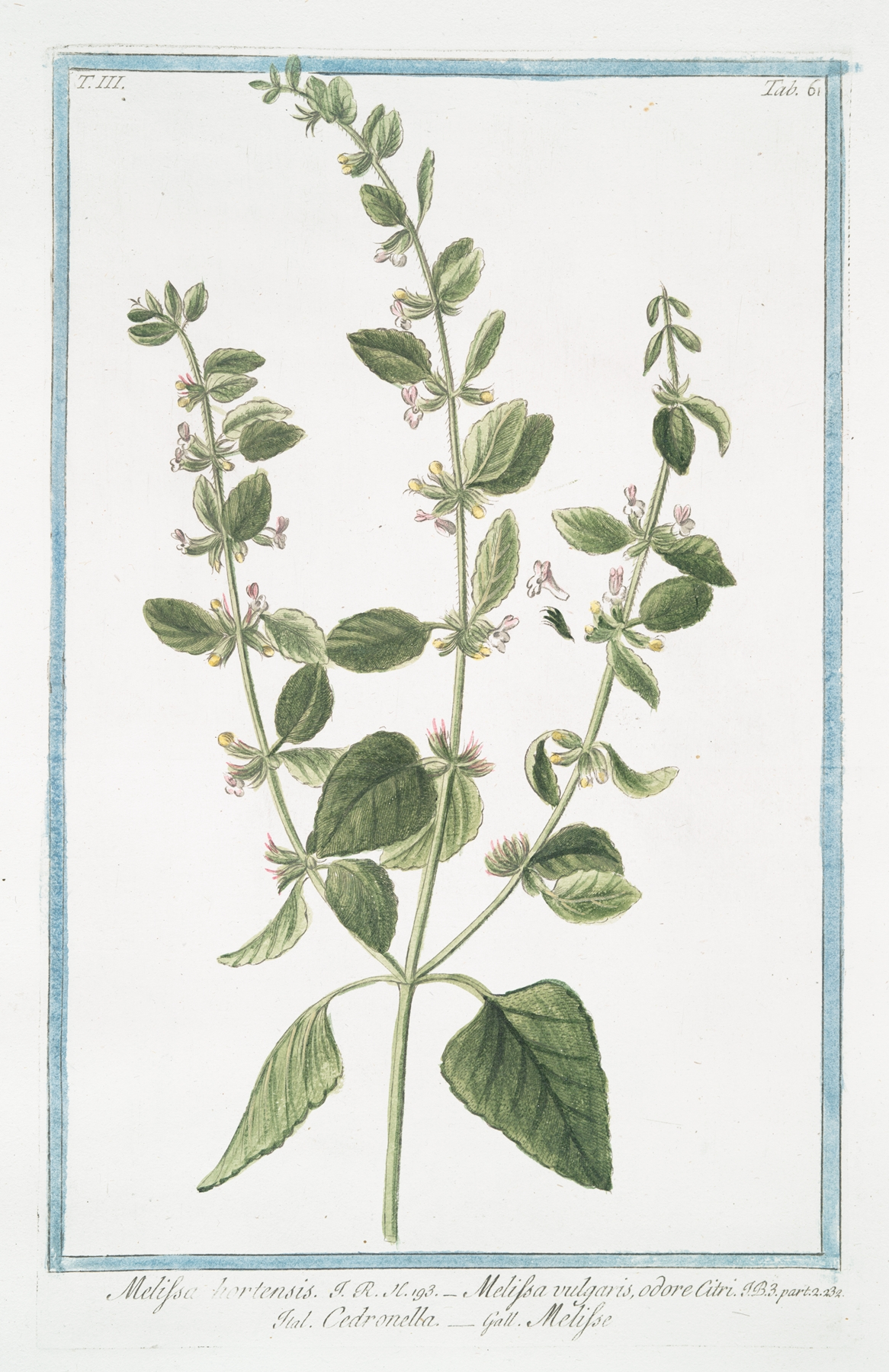 Lemon Balm — botanical illustration
