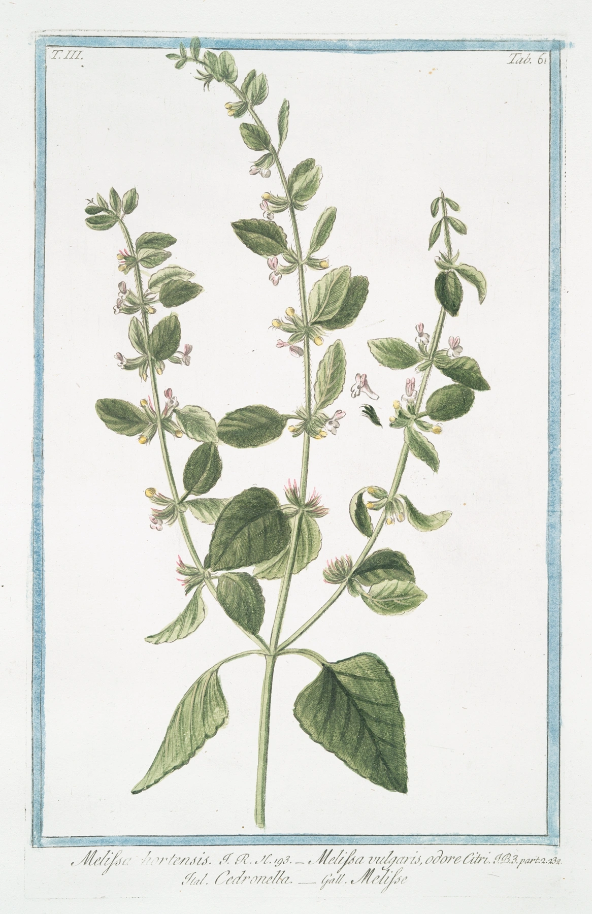Lemon Balm: botanical illustration