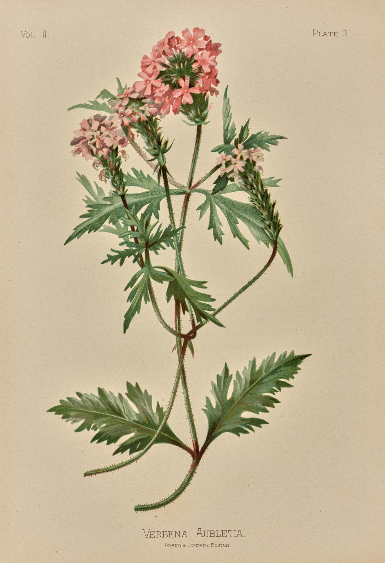 Lemon Verbena — botanical illustration
