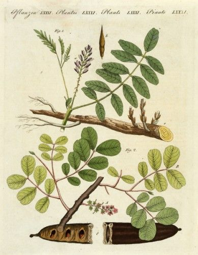Licorice Root — botanical illustration