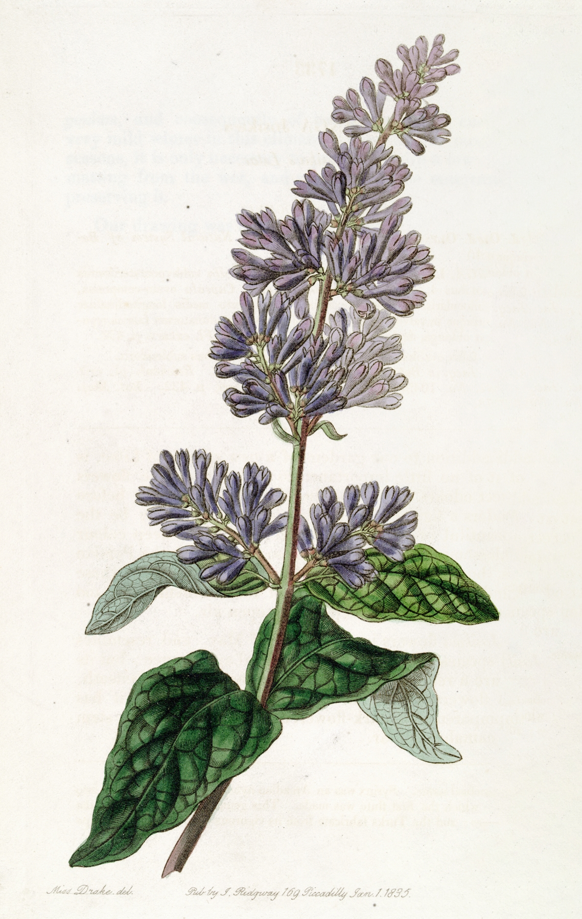 Lilac — botanical illustration