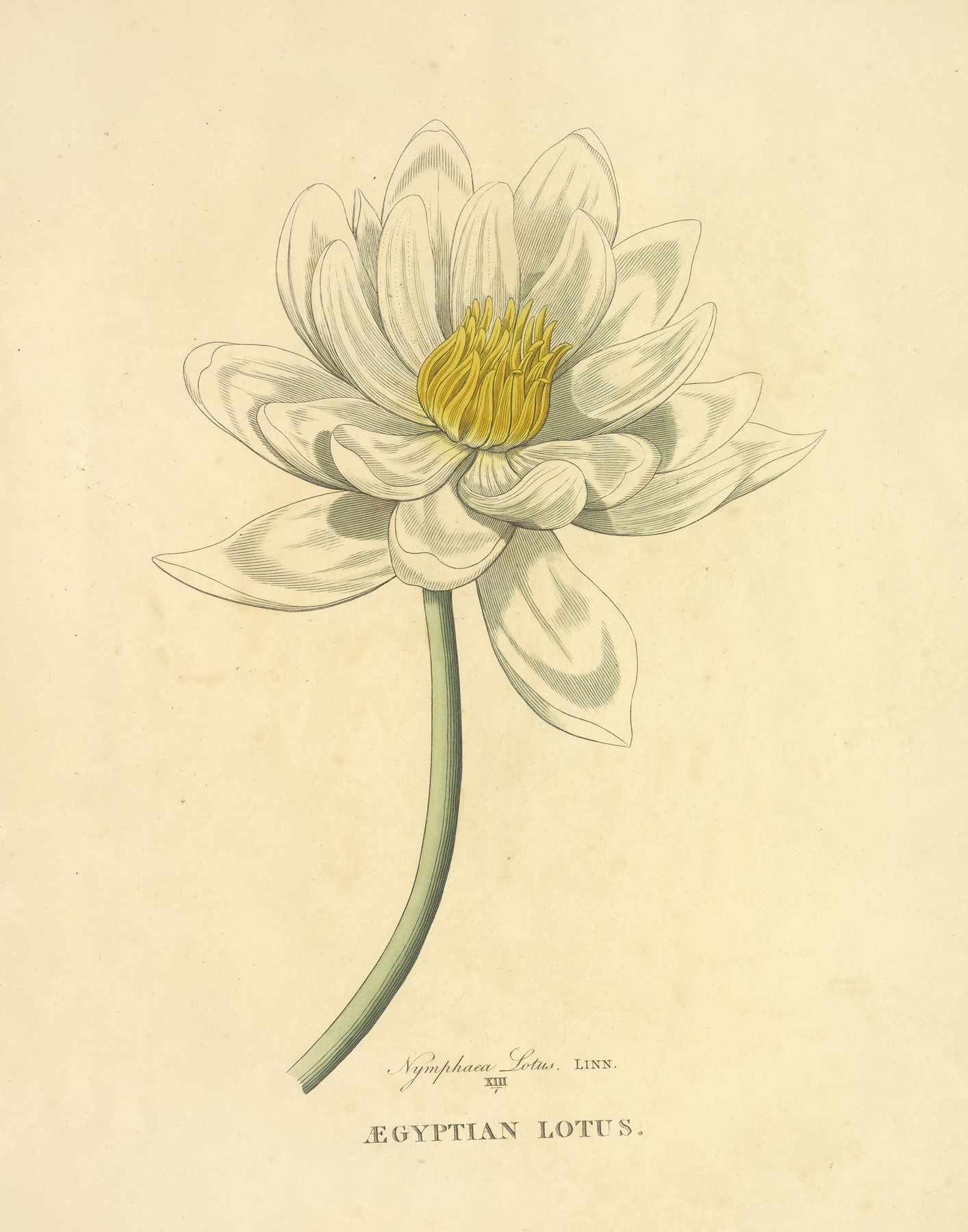 Lotus — botanical illustration
