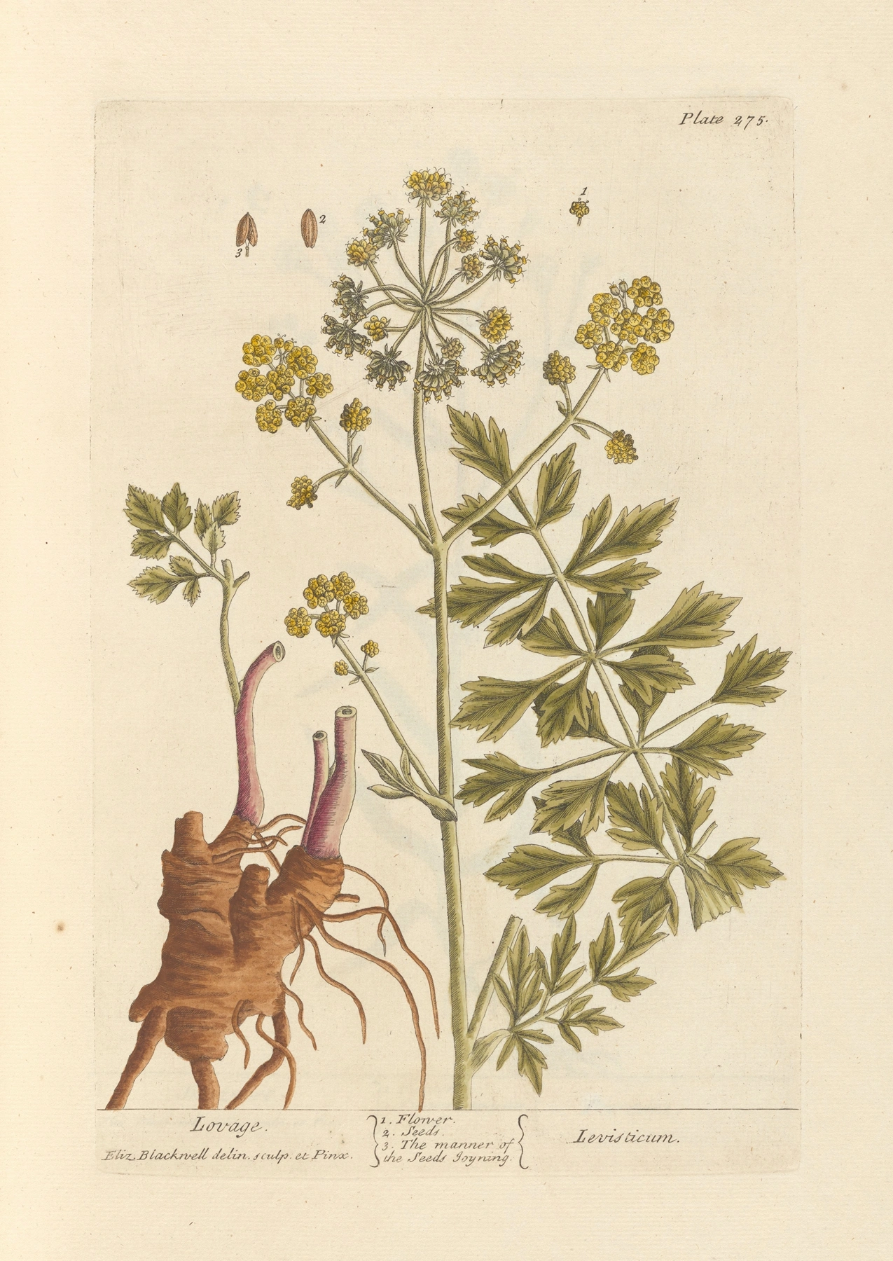Lovage: botanical illustration