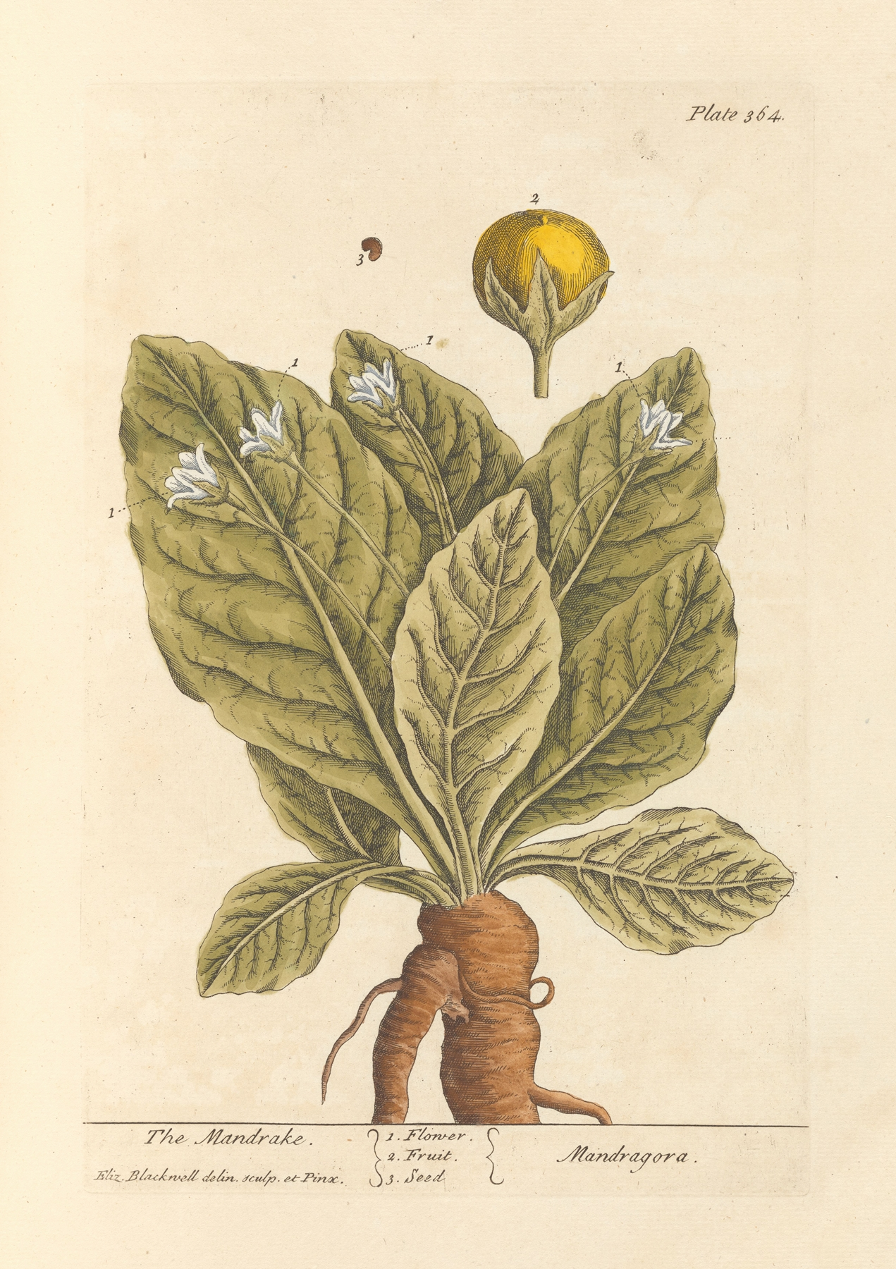 Mandrake — botanical illustration