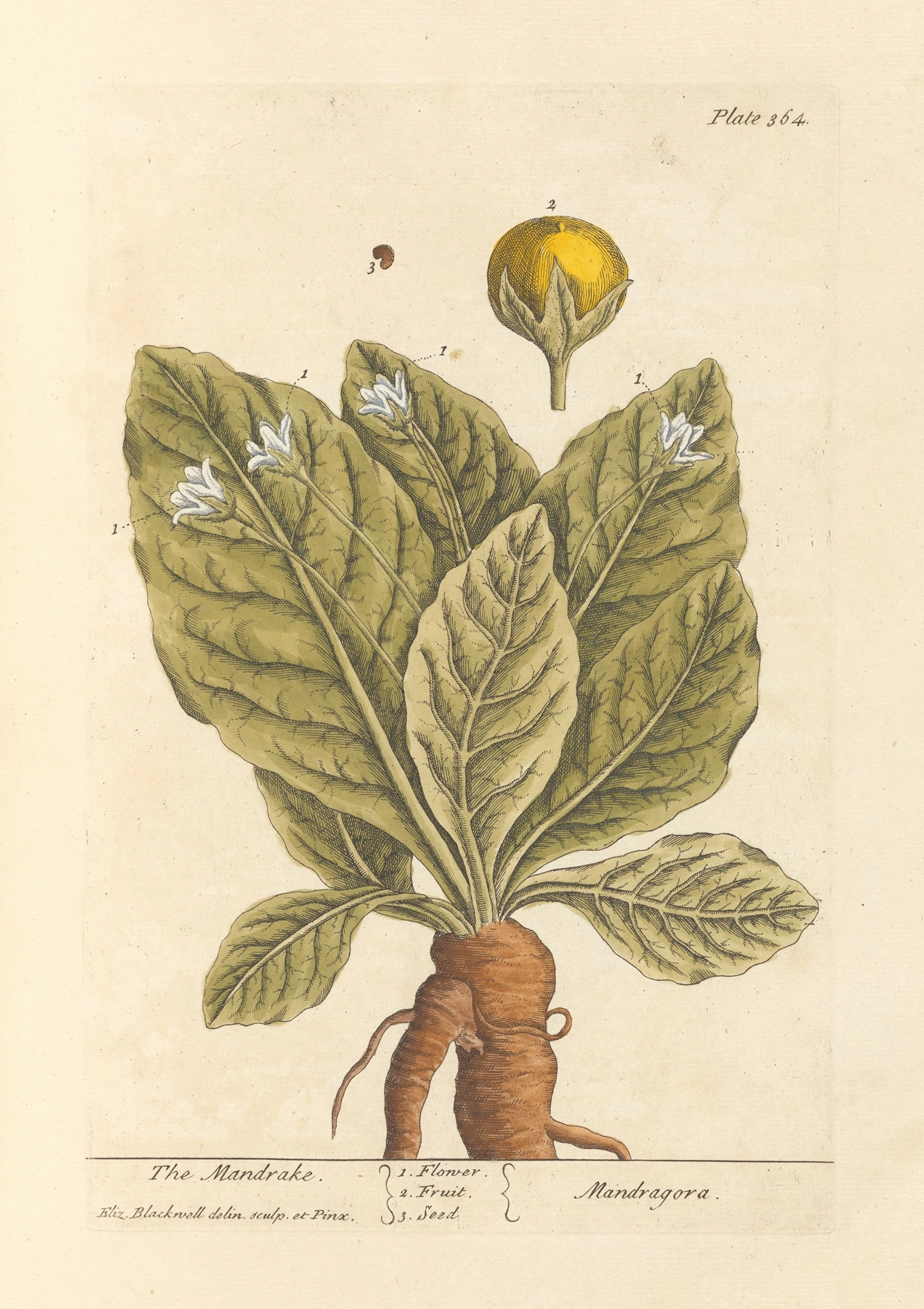 Mandrake: botanical illustration