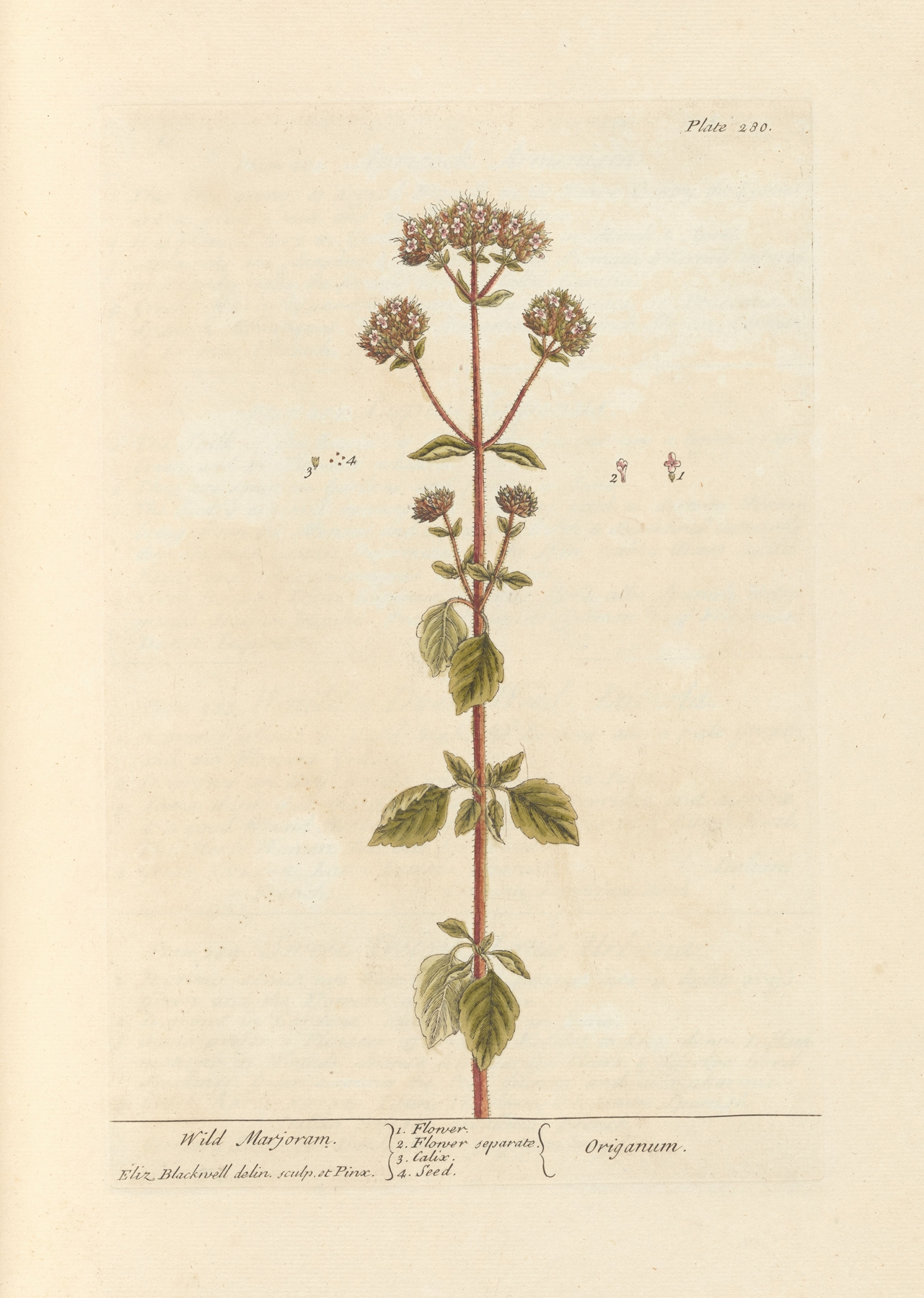 Marjoram — botanical illustration