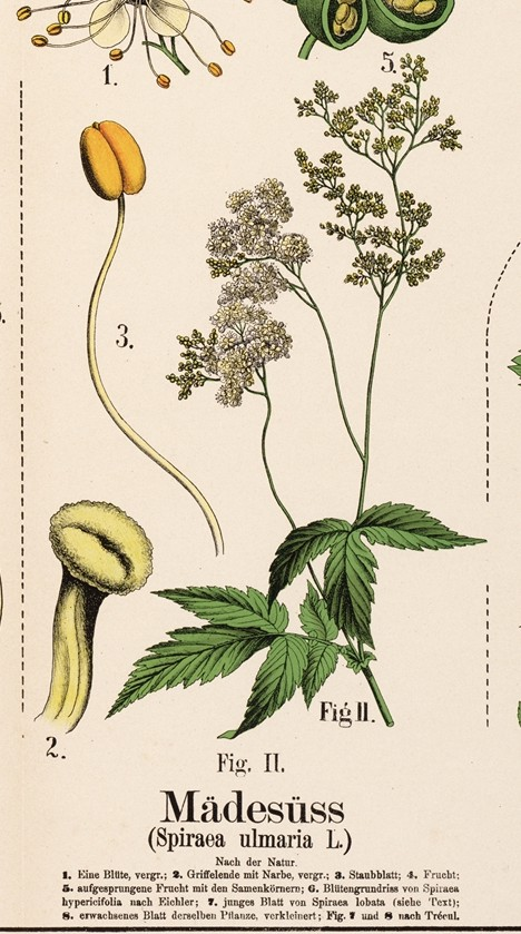 Meadowsweet — botanical illustration