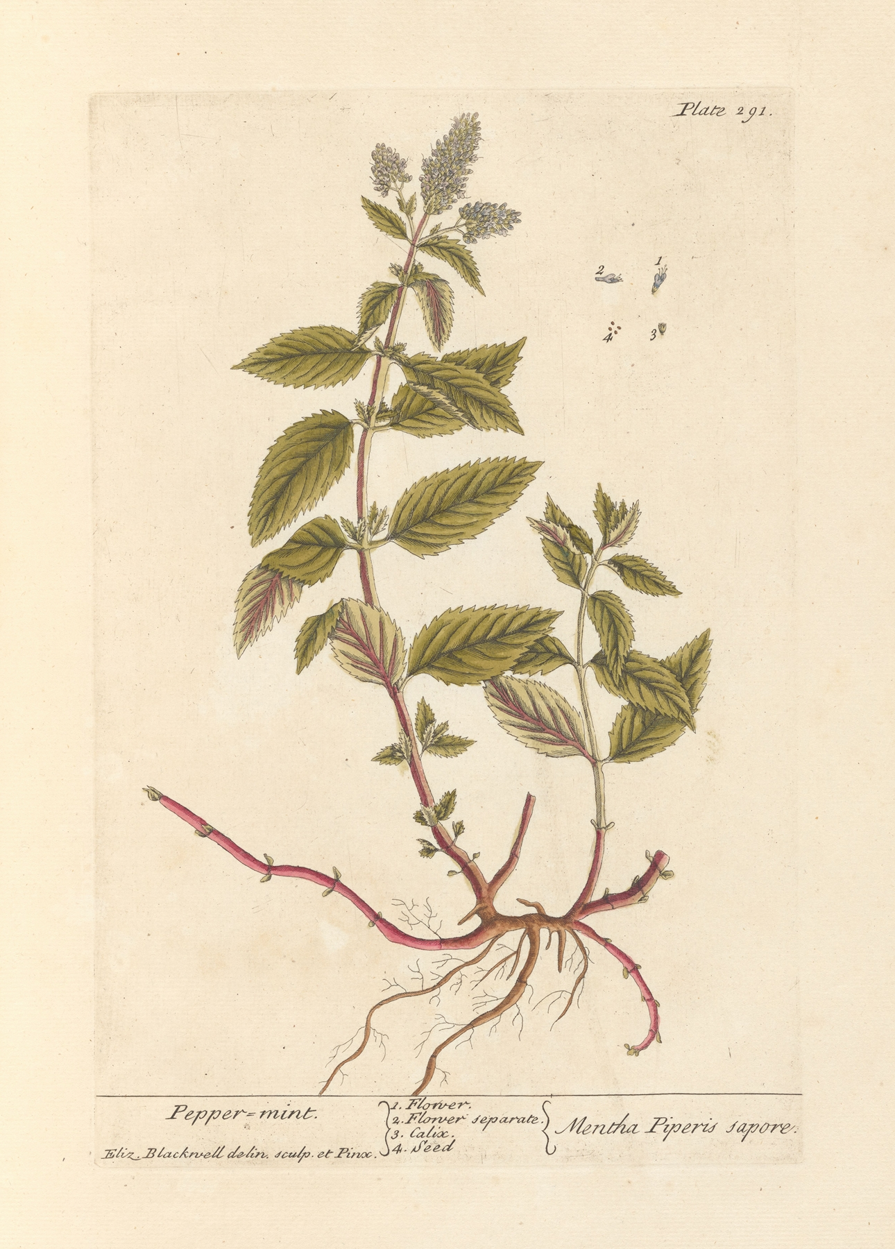 Mint (Peppermint) — botanical illustration