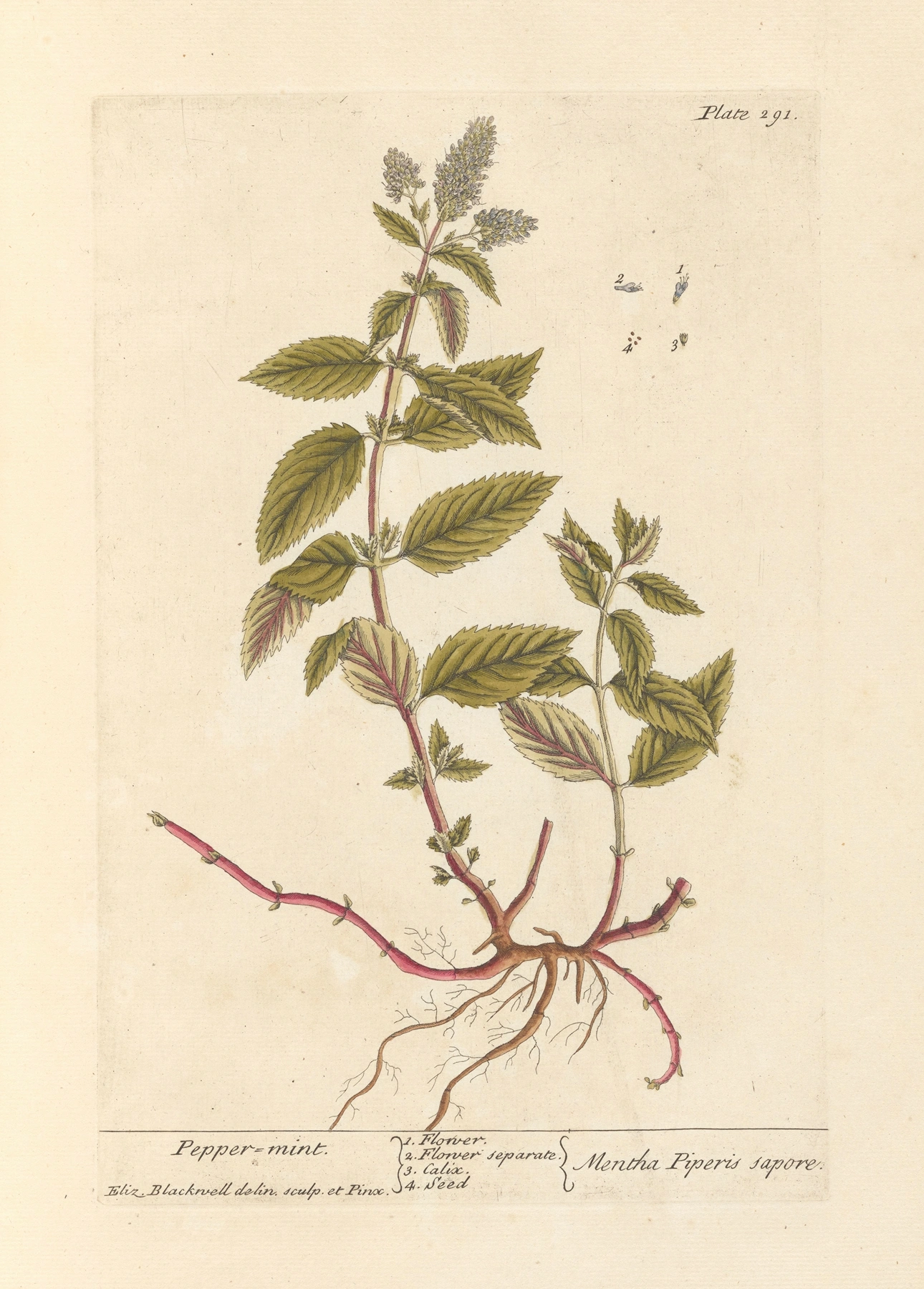 Mint (Peppermint): botanical illustration