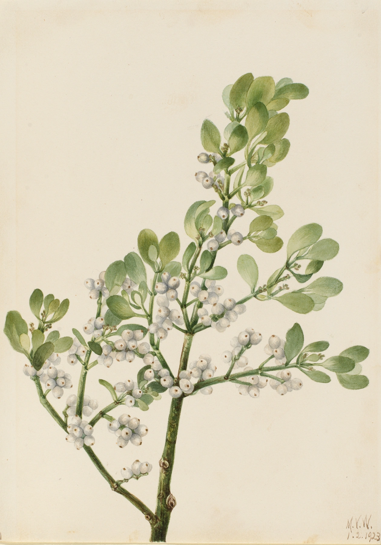 Mistletoe: botanical illustration