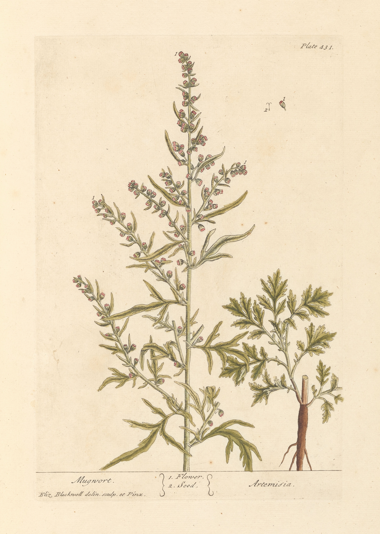 Mugwort — botanical illustration