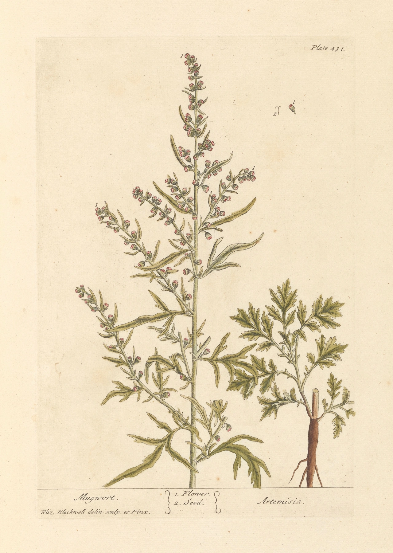 Mugwort: botanical illustration
