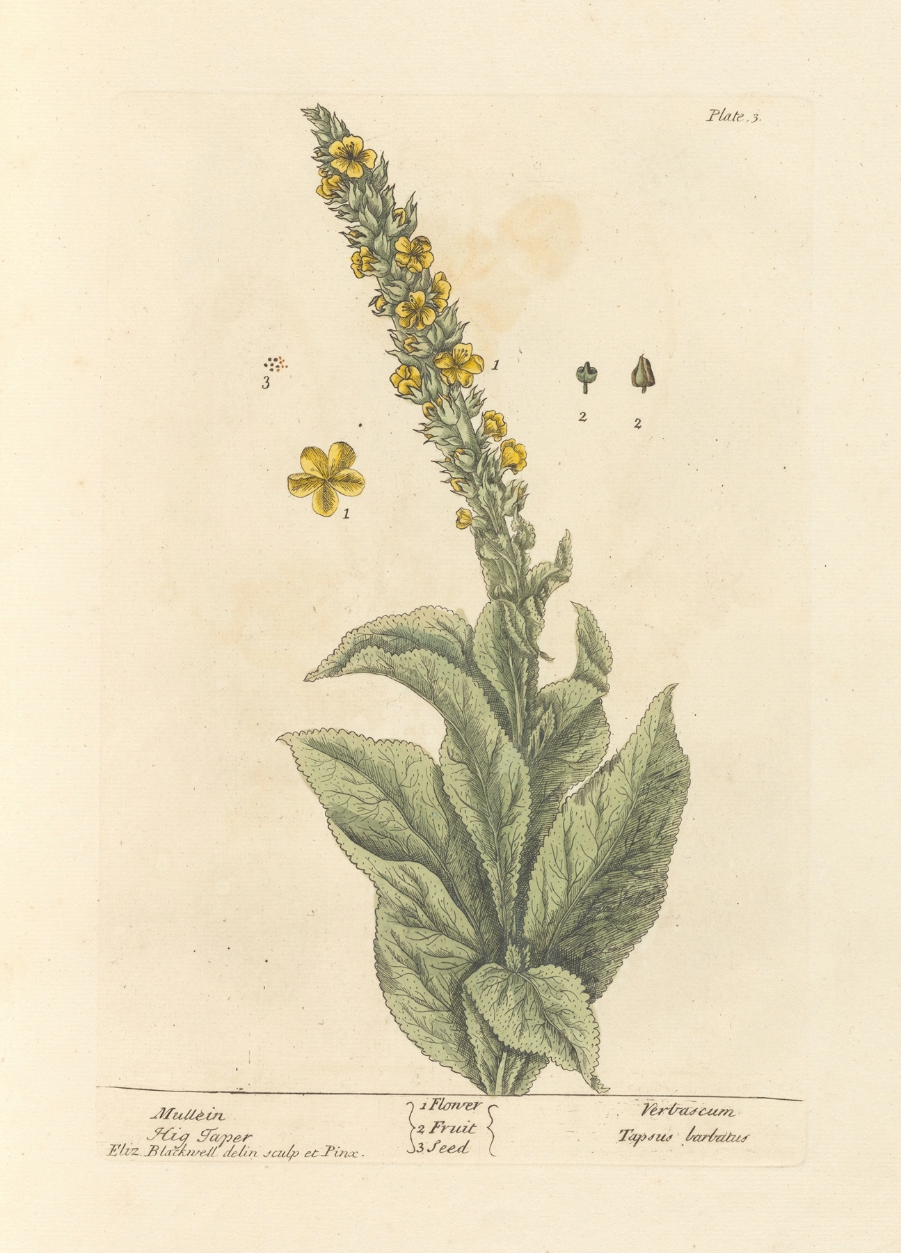 Mullein: botanical illustration