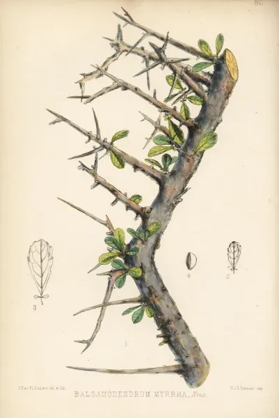 Myrrh — botanical illustration