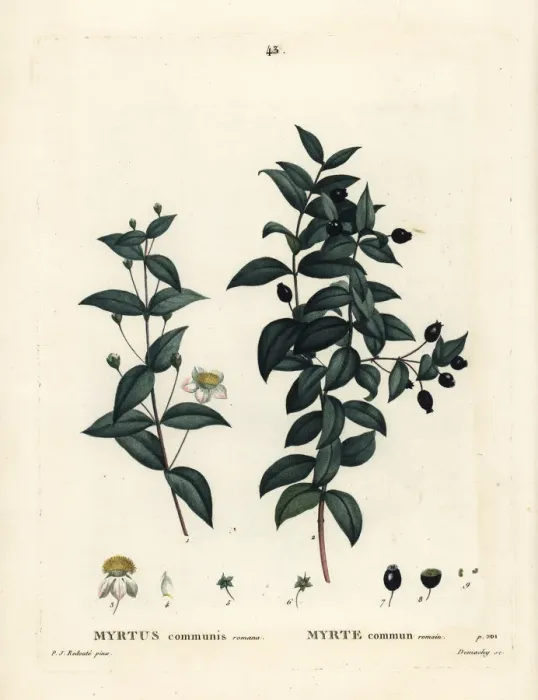 Myrtle: botanical illustration