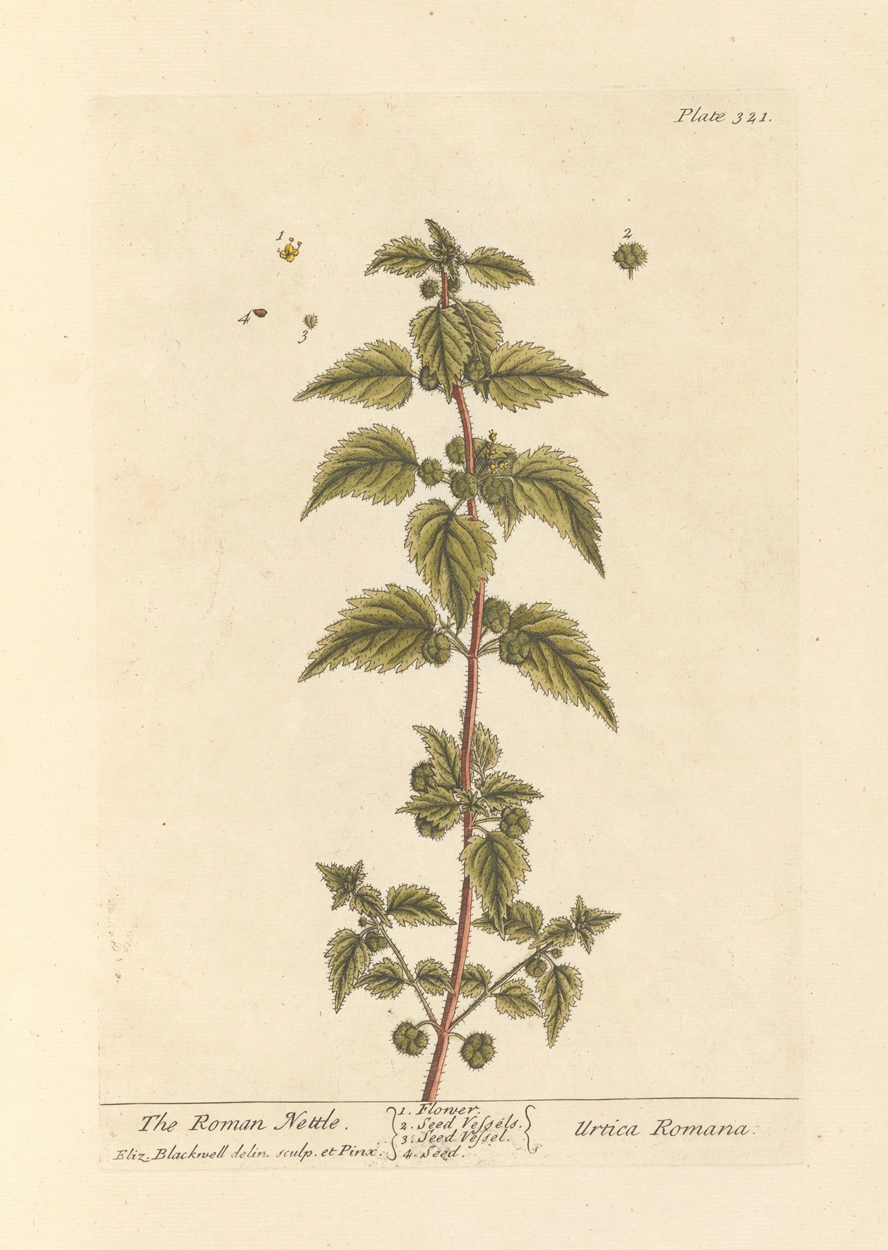 Nettle: botanical illustration