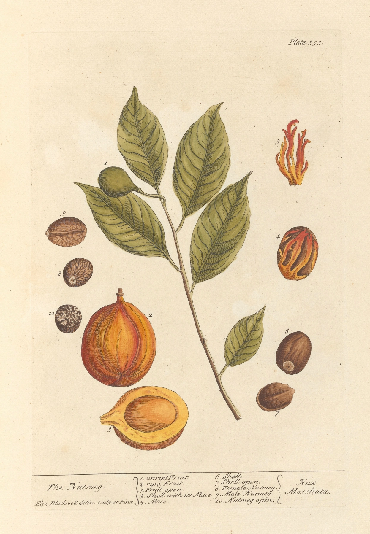 Nutmeg: botanical illustration