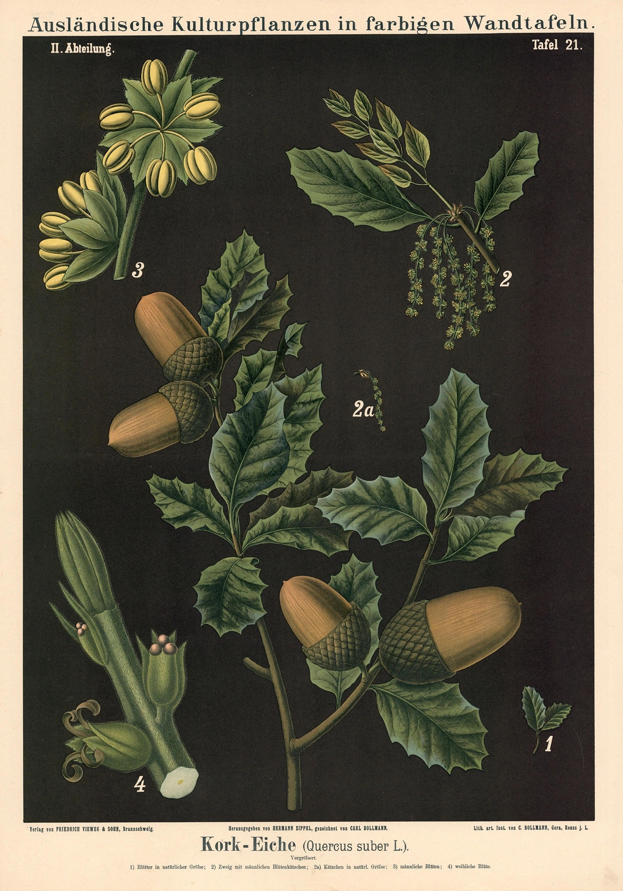 Oak: botanical illustration