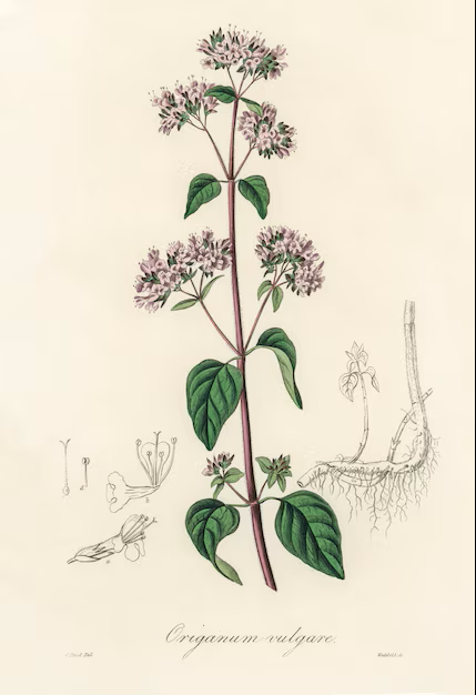 Oregano — botanical illustration