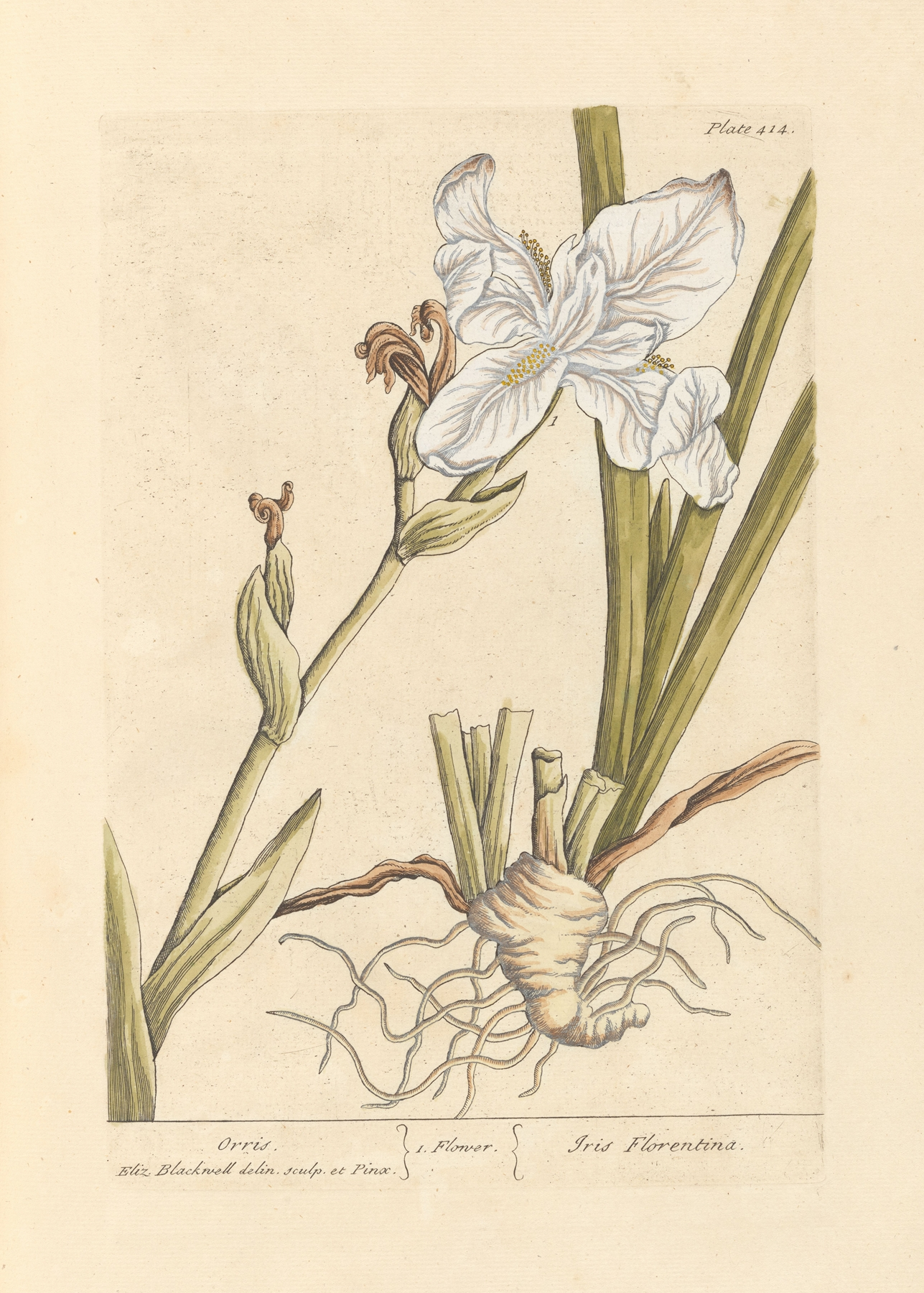 Orris Root — botanical illustration