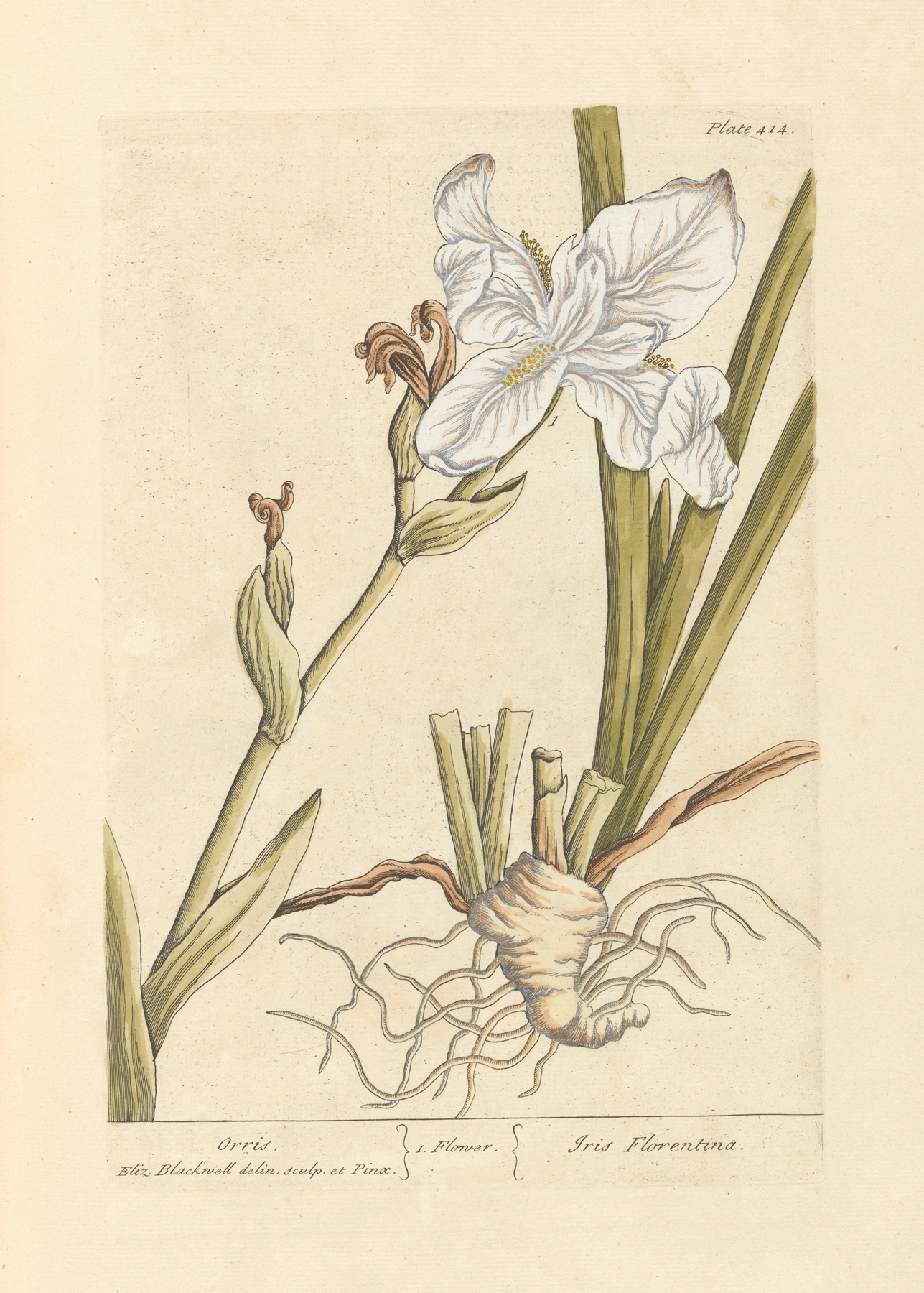 Orris Root: botanical illustration