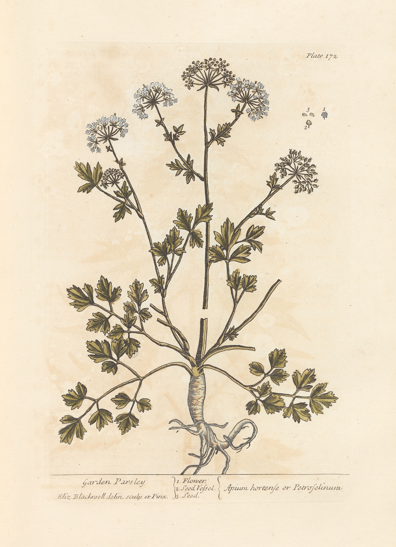 Parsley — botanical illustration
