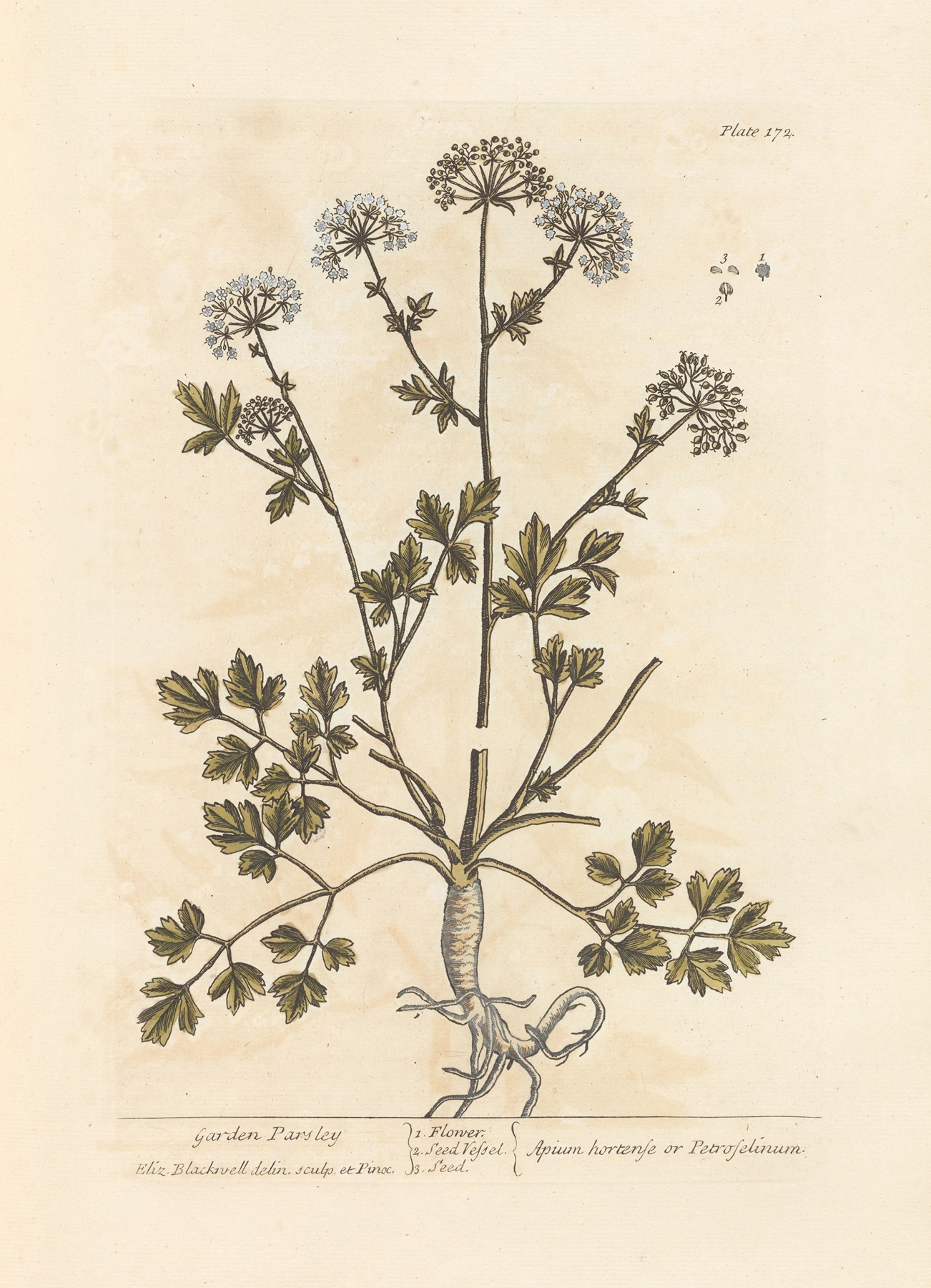 Parsley: botanical illustration