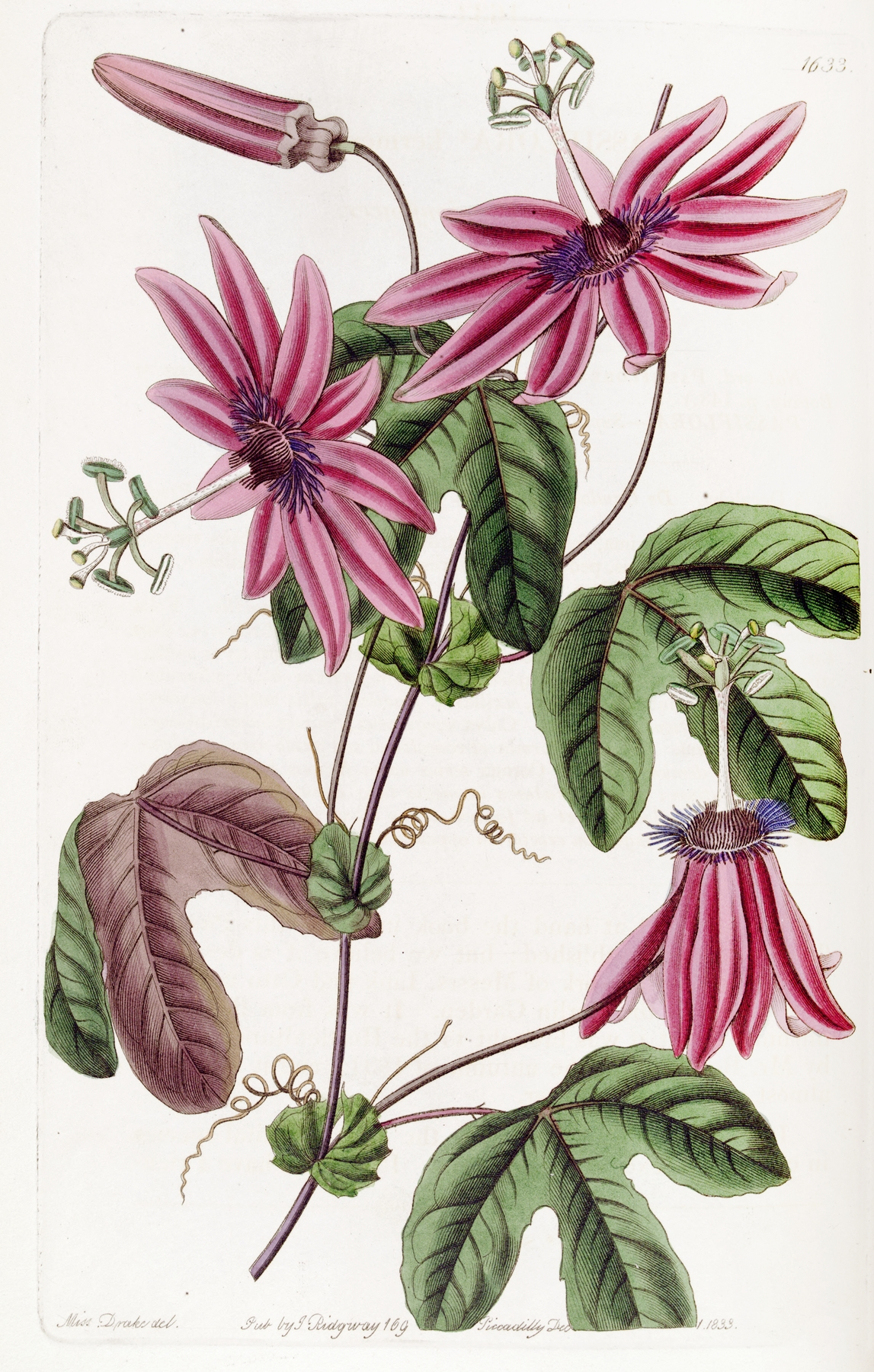 Passionflower — botanical illustration