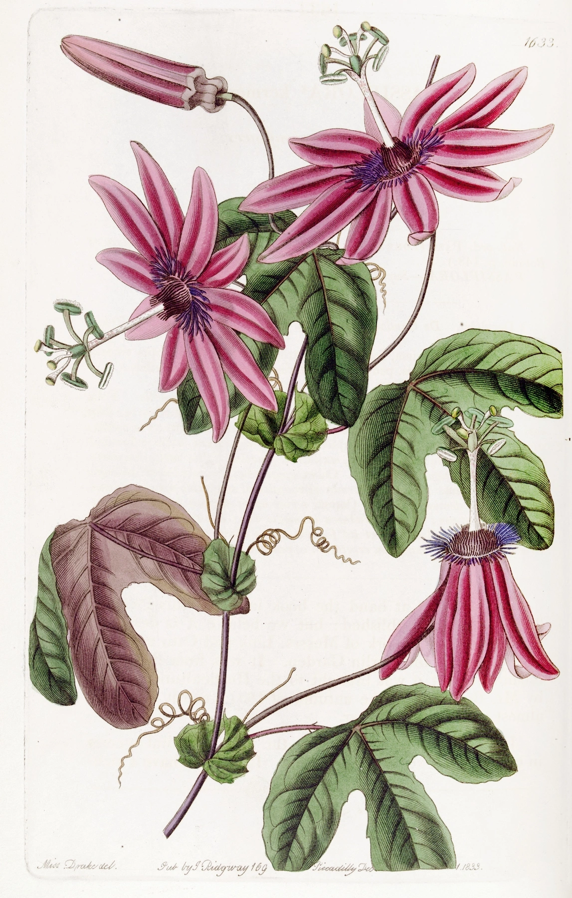 Passionflower: botanical illustration