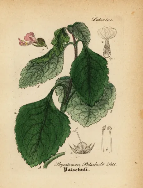 Patchouli — botanical illustration