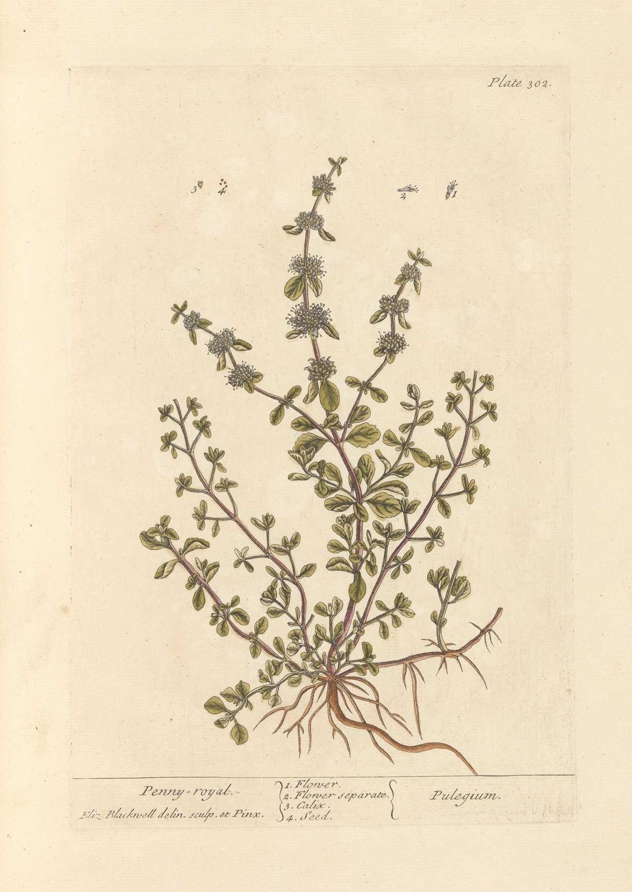 Pennyroyal — botanical illustration