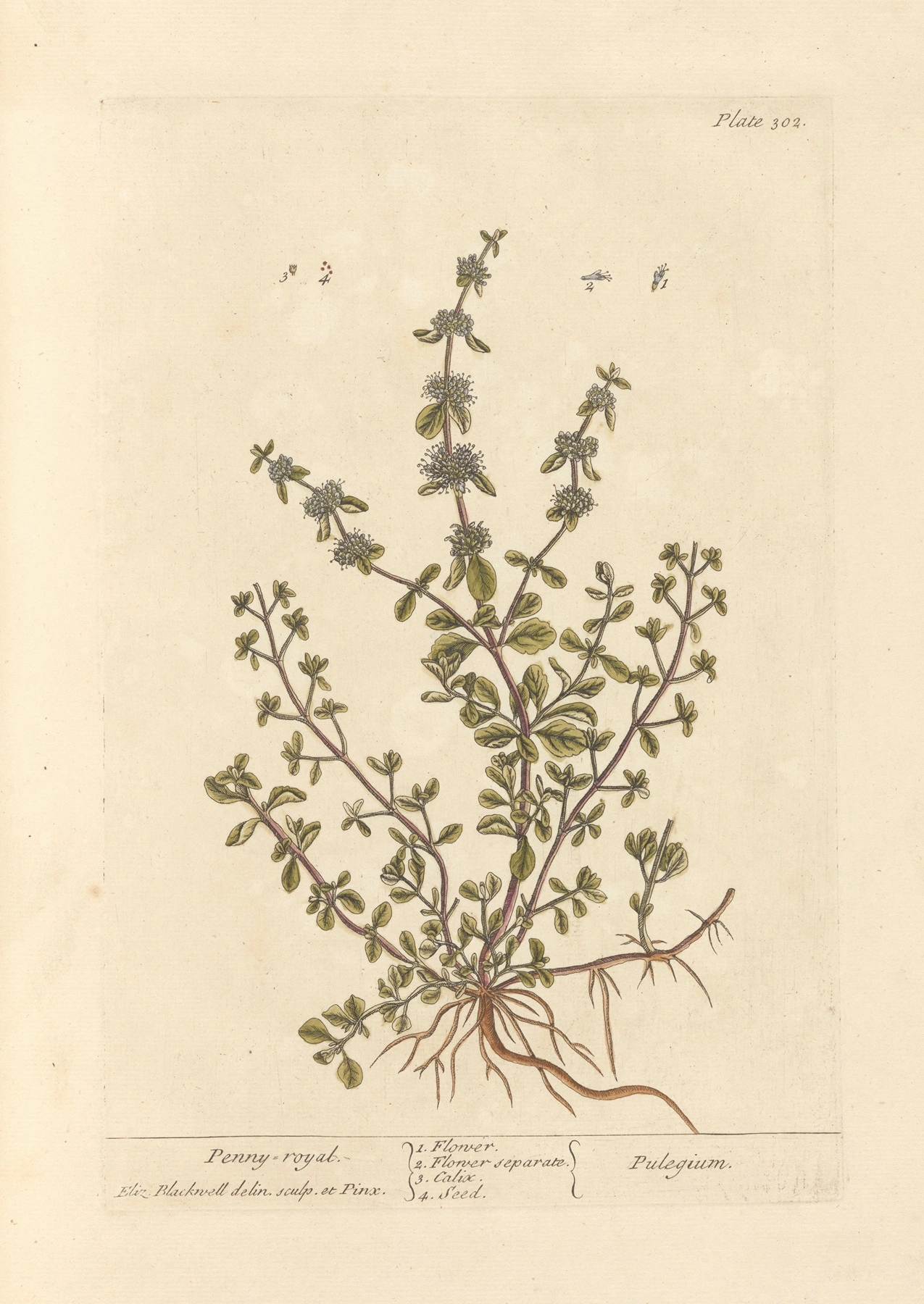 Pennyroyal: botanical illustration
