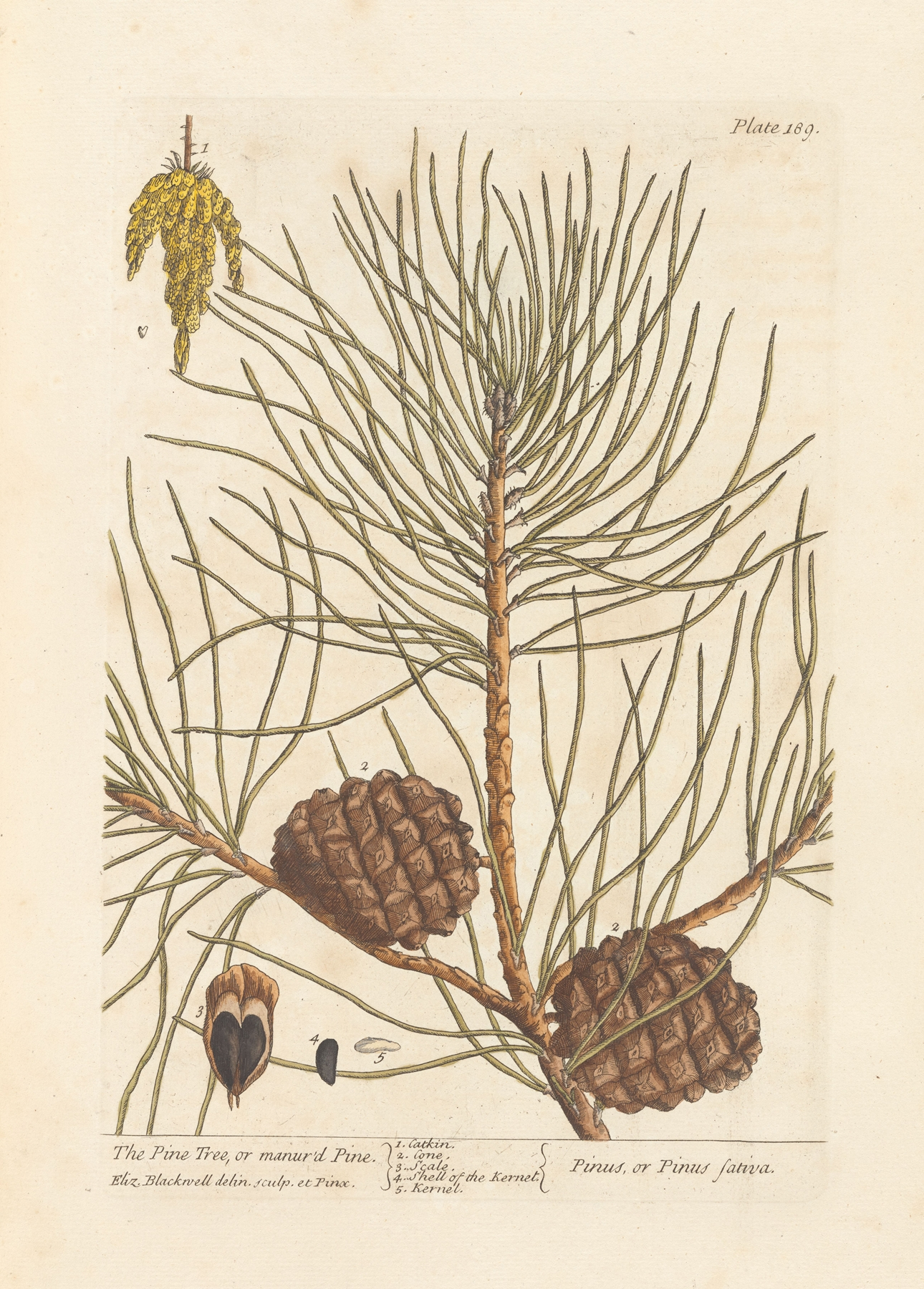 Pine — botanical illustration