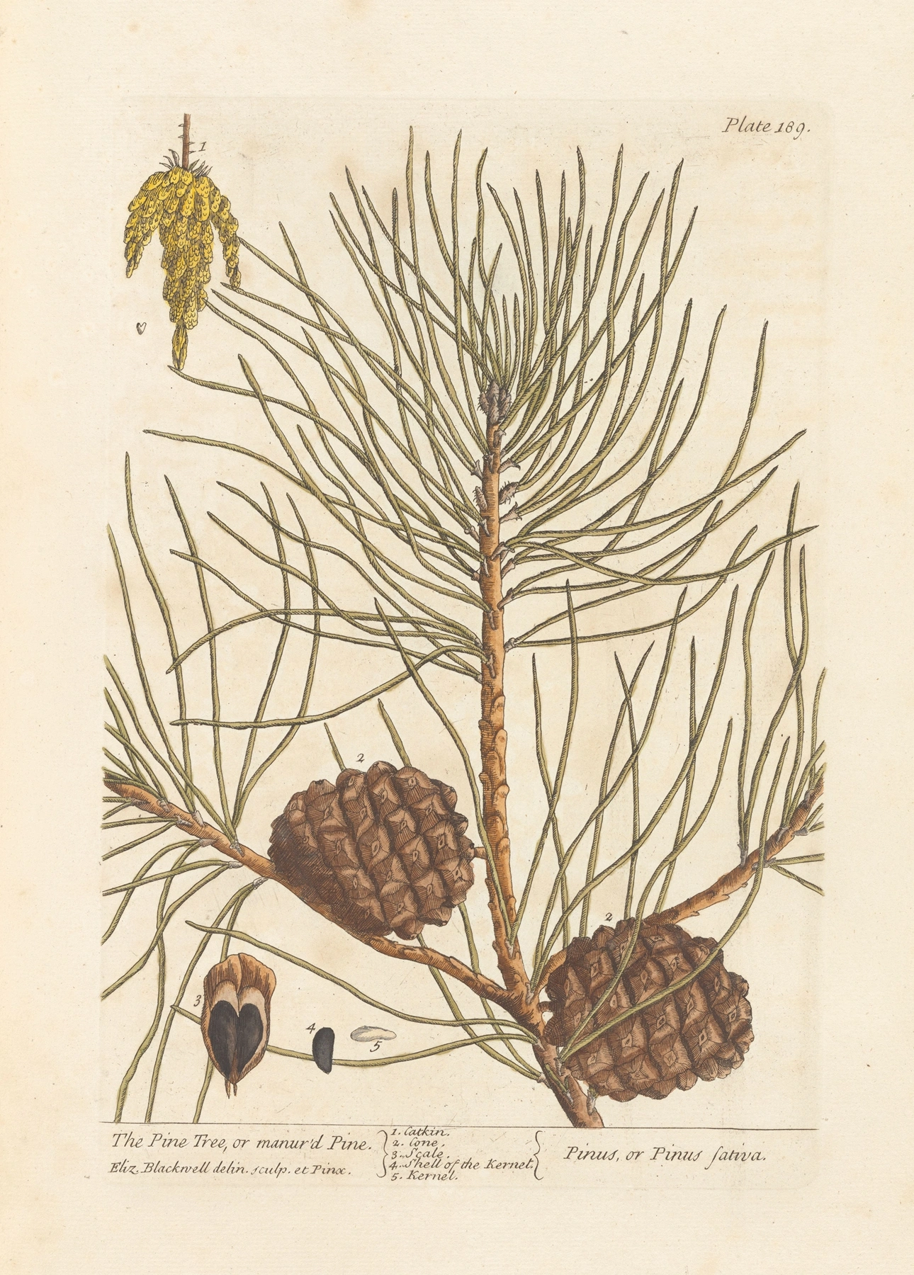 Pine: botanical illustration