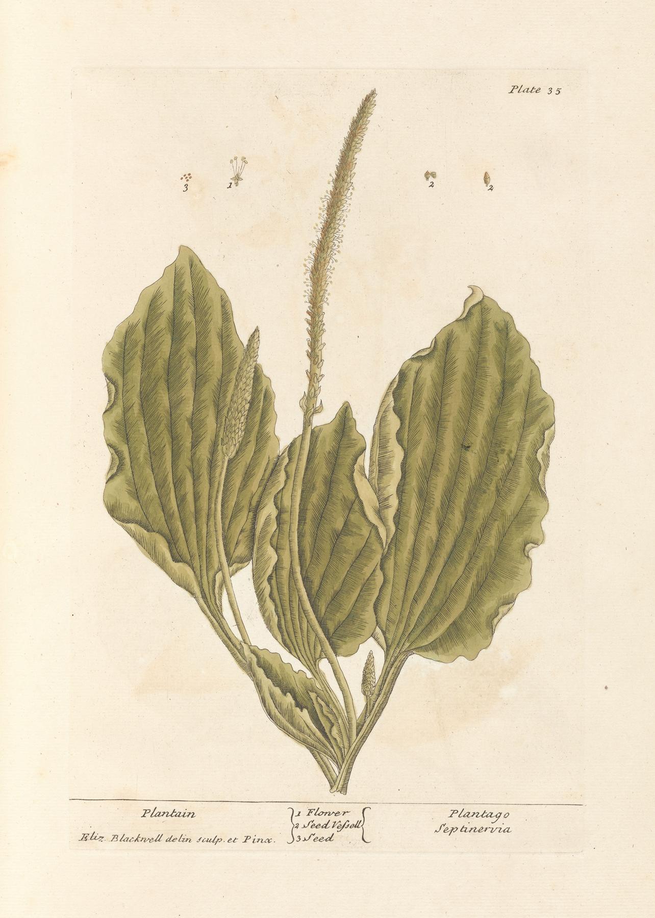 Plantain (Ribwort) — botanical illustration
