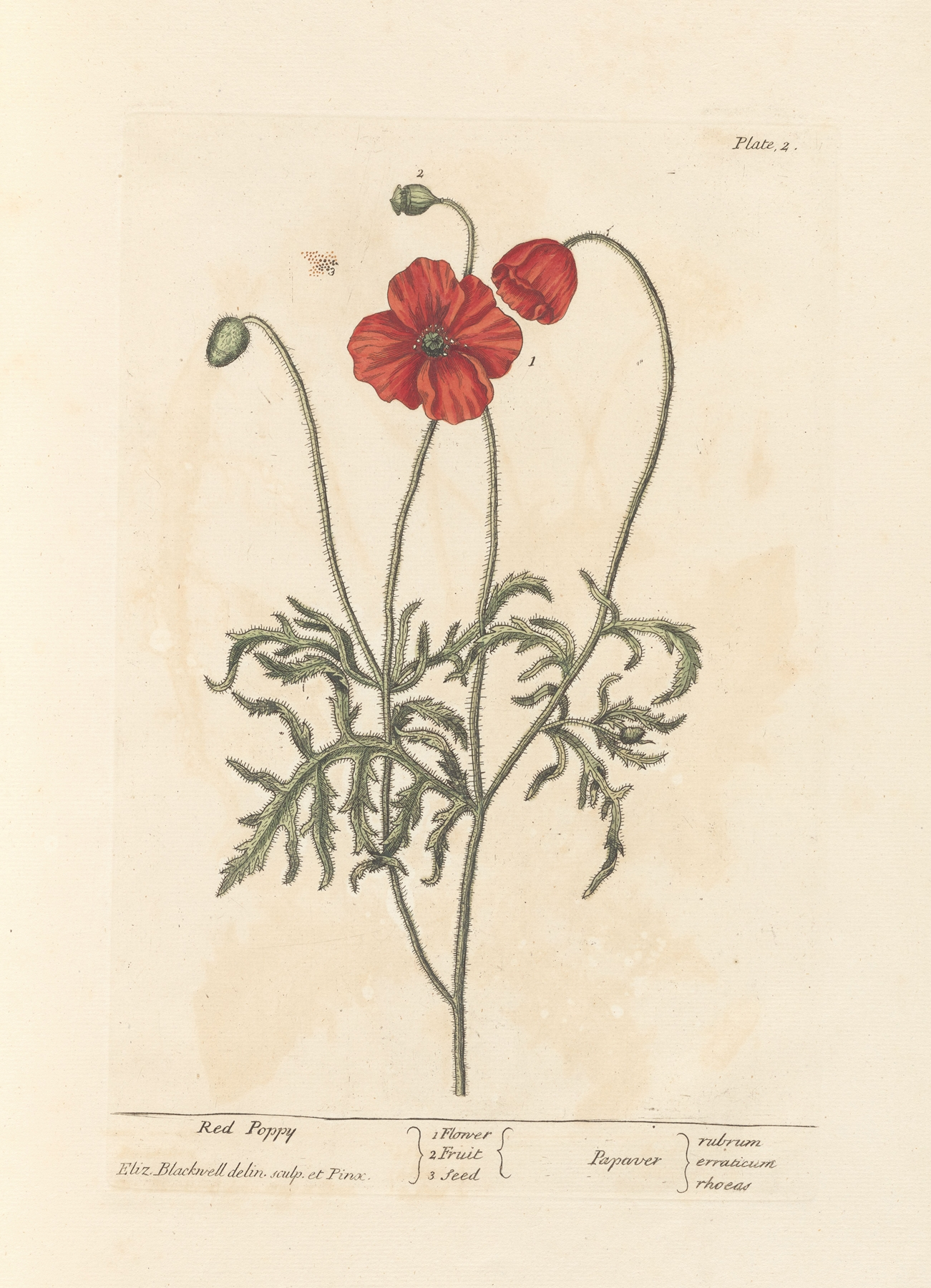 Poppy — botanical illustration