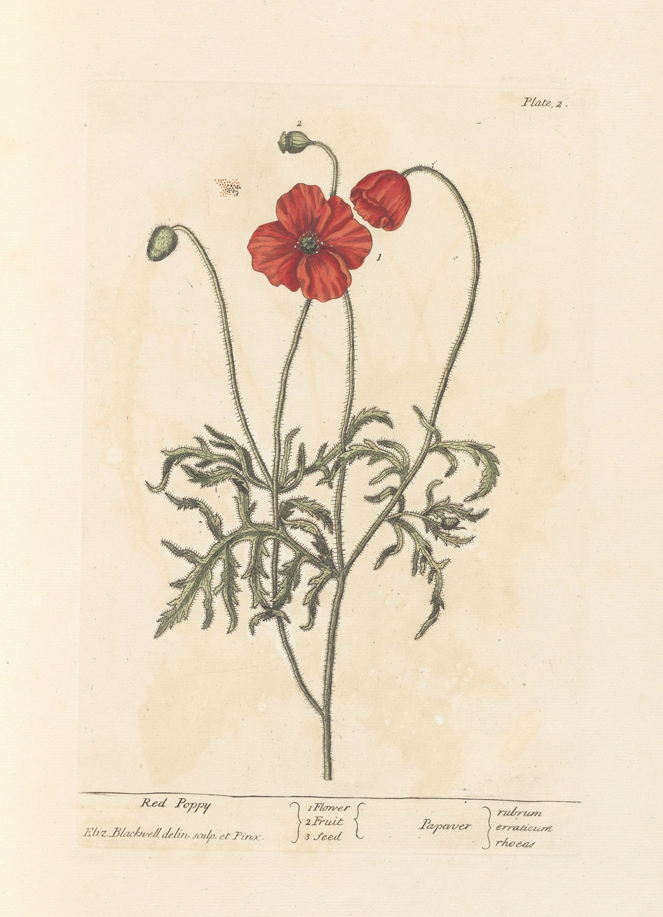 Poppy: botanical illustration