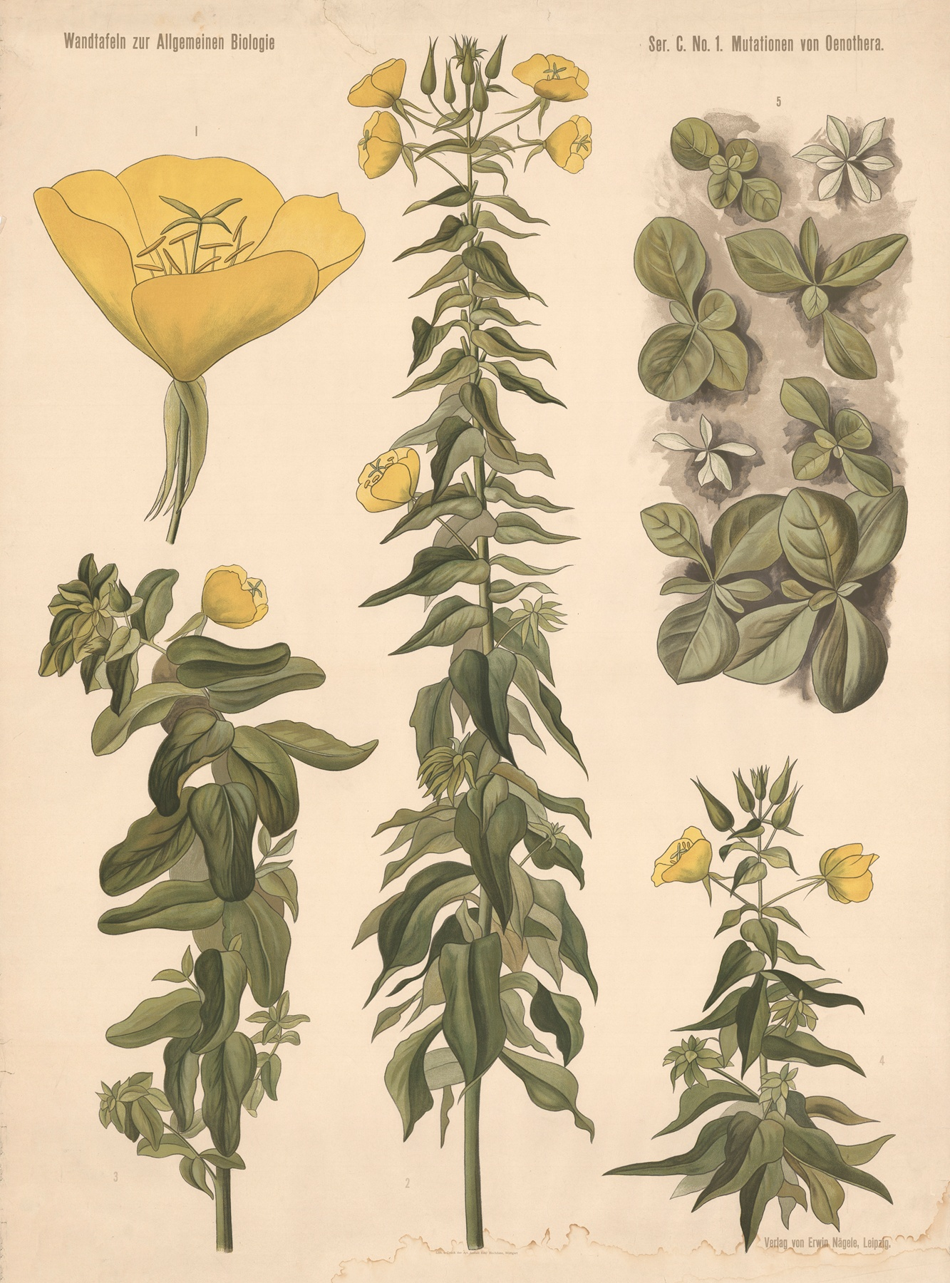 Primrose — botanical illustration