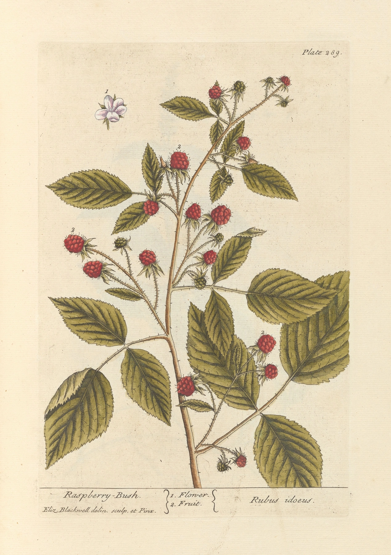 Raspberry Leaf: botanical illustration