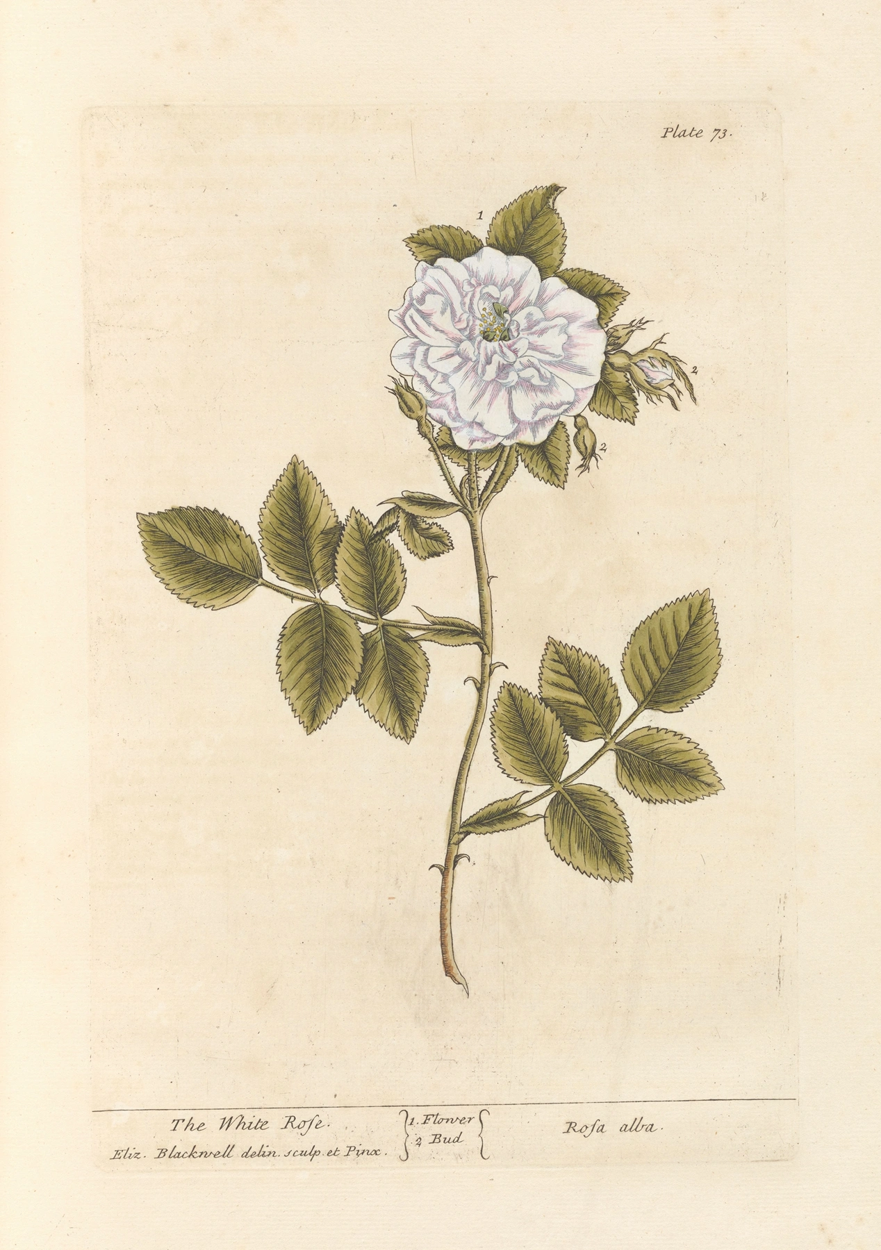 Rose: botanical illustration