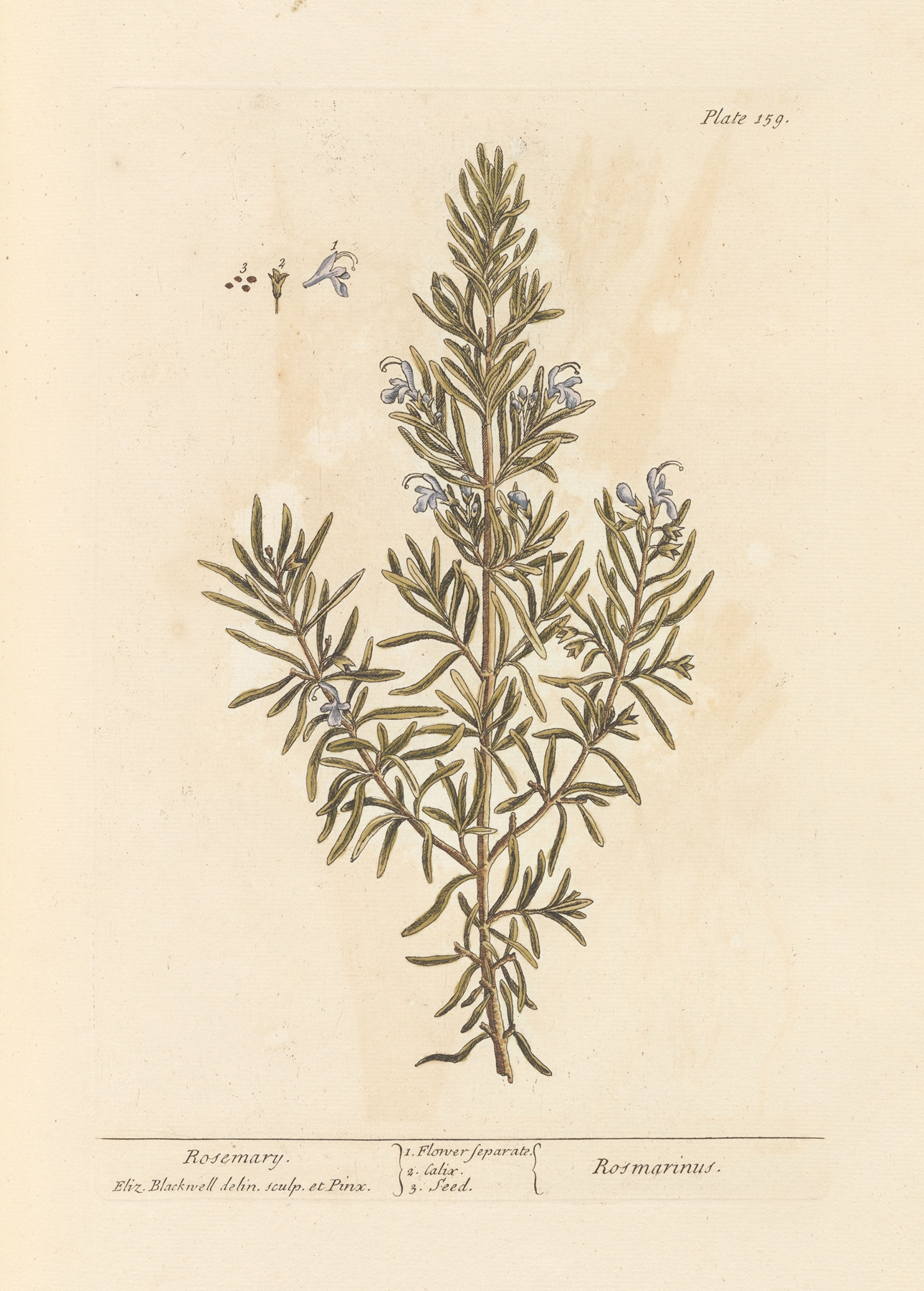 Rosemary — botanical illustration