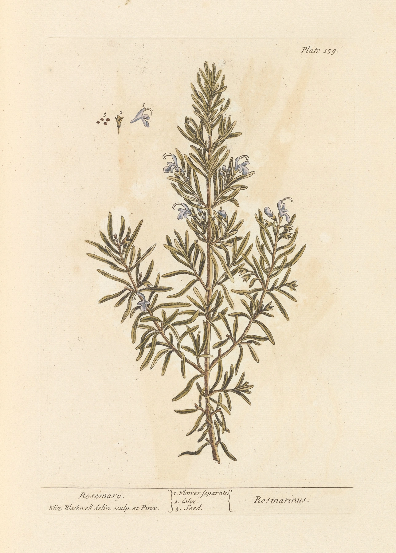 Rosemary: botanical illustration