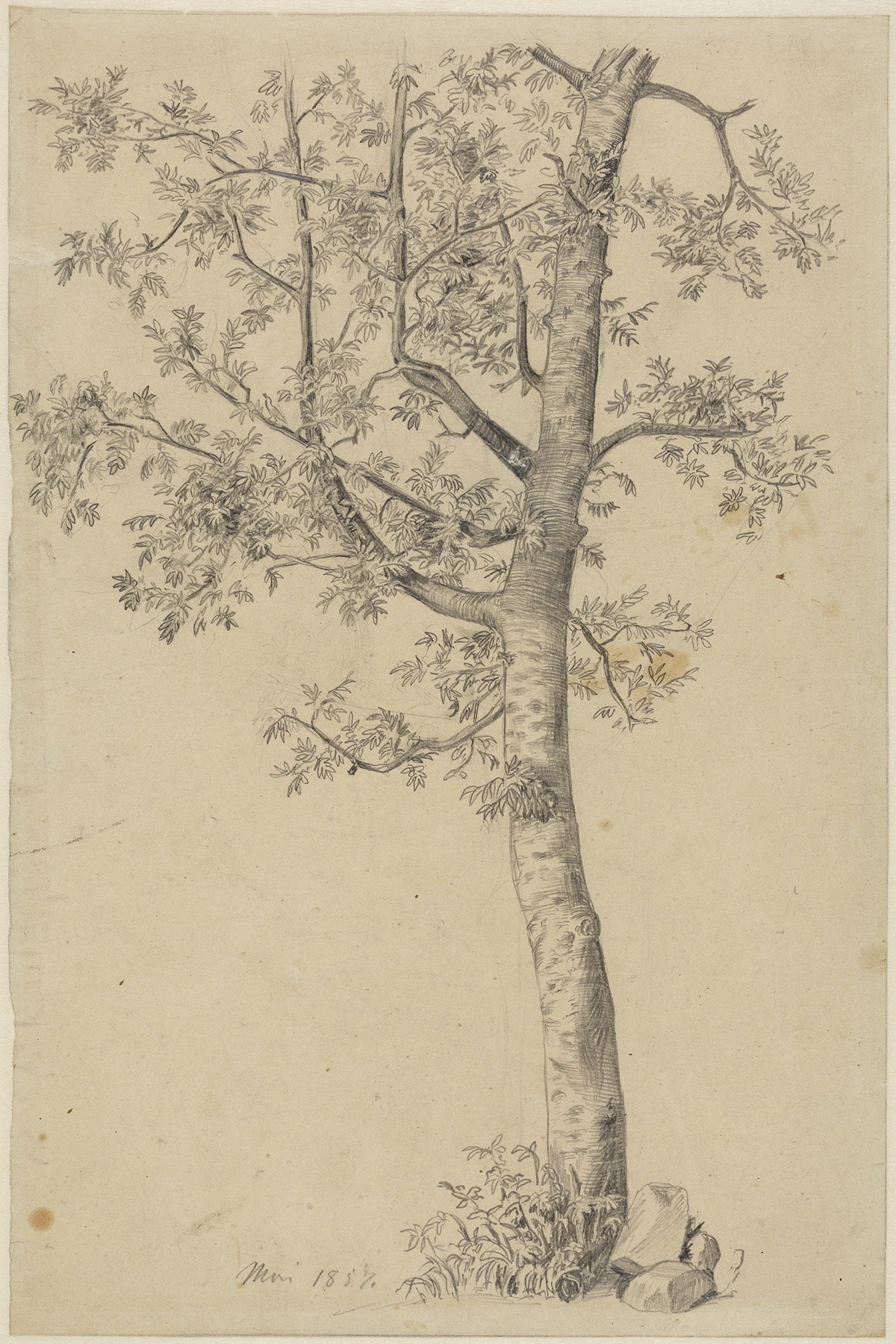 Rowan: botanical illustration