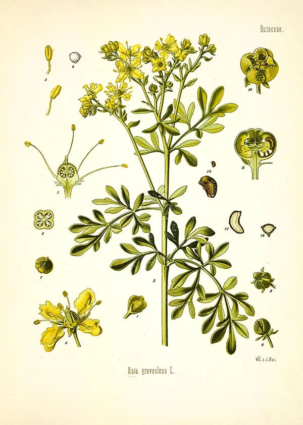 Rue: botanical illustration